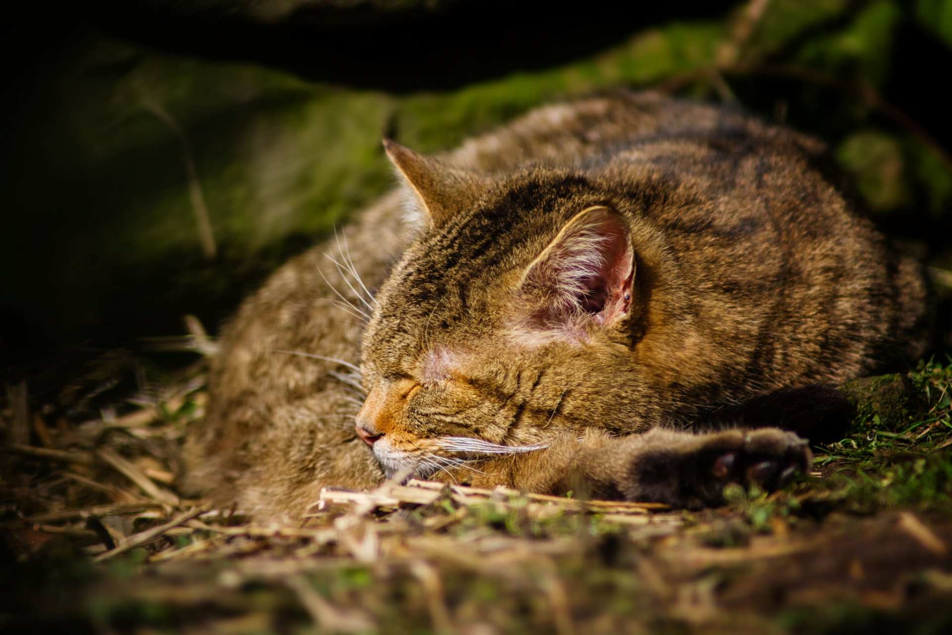 gatto grigio addormentato sfondo