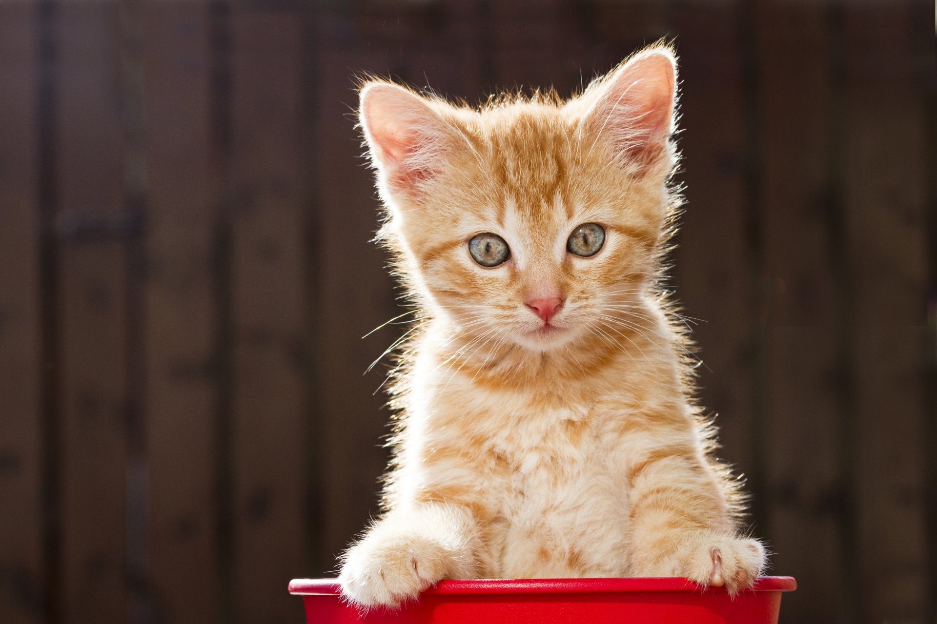 chaton rousse vue posant