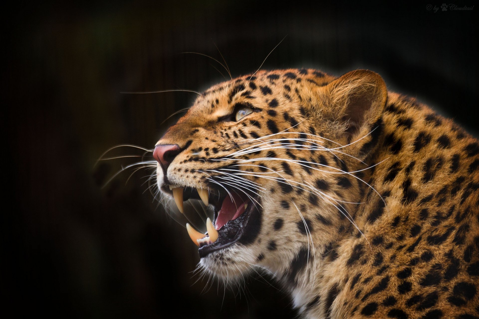 léopard chat sauvage prédateur museau sourire rage colère bouche crocs regard vers le haut