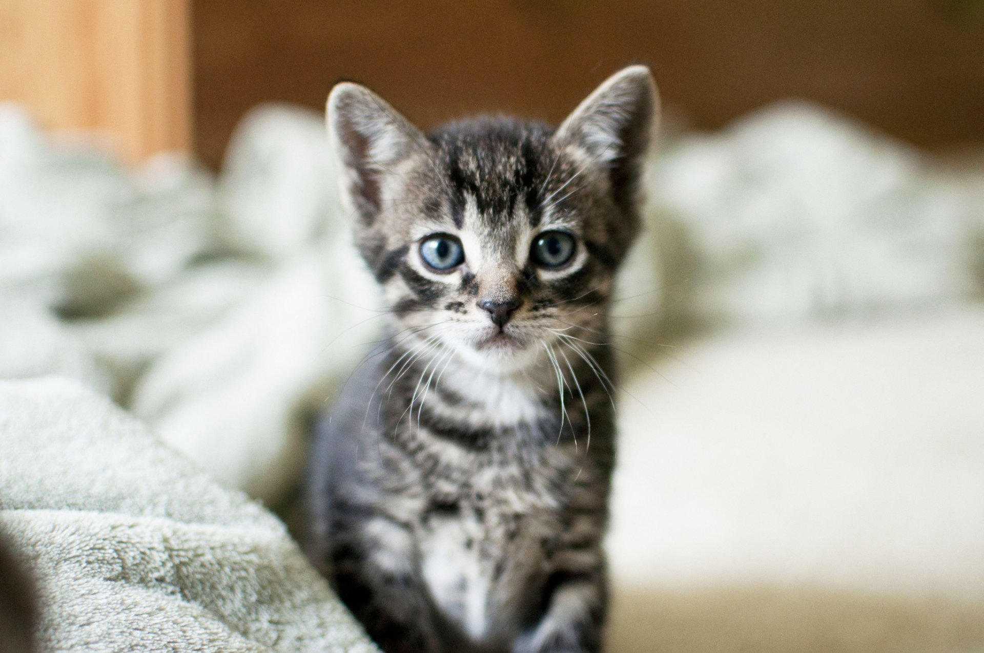 chaton chat gris regard