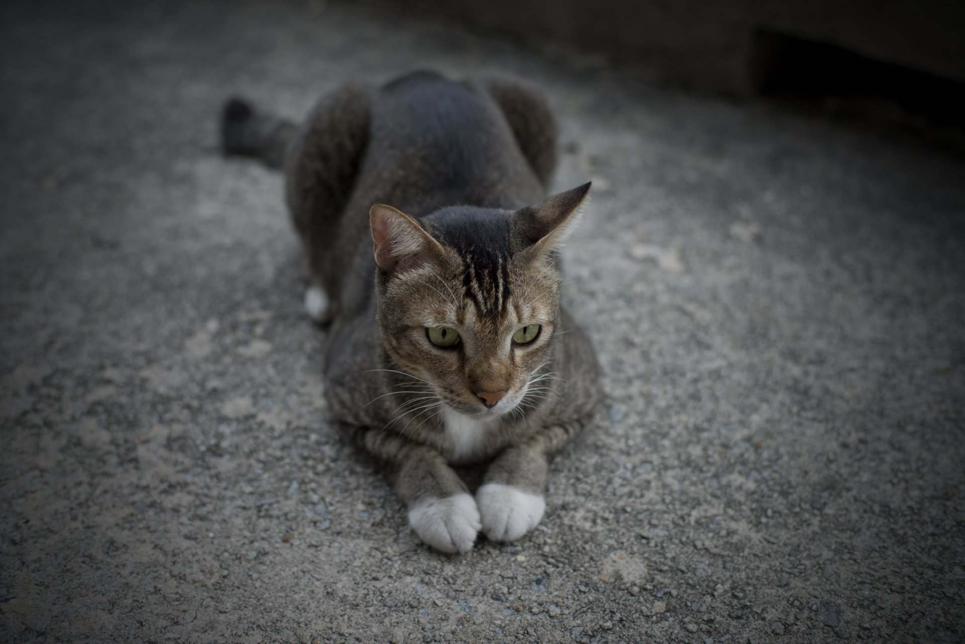 cat cat gray lying paws together