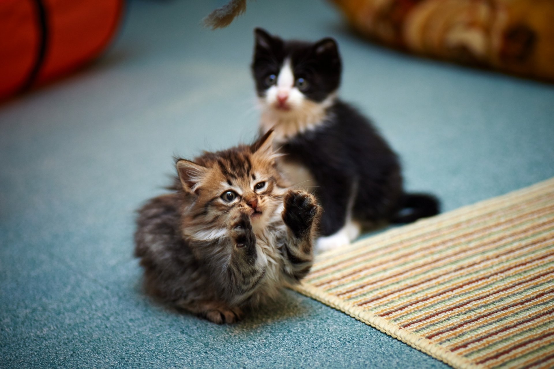 kätzchen spiel pfoten katzen