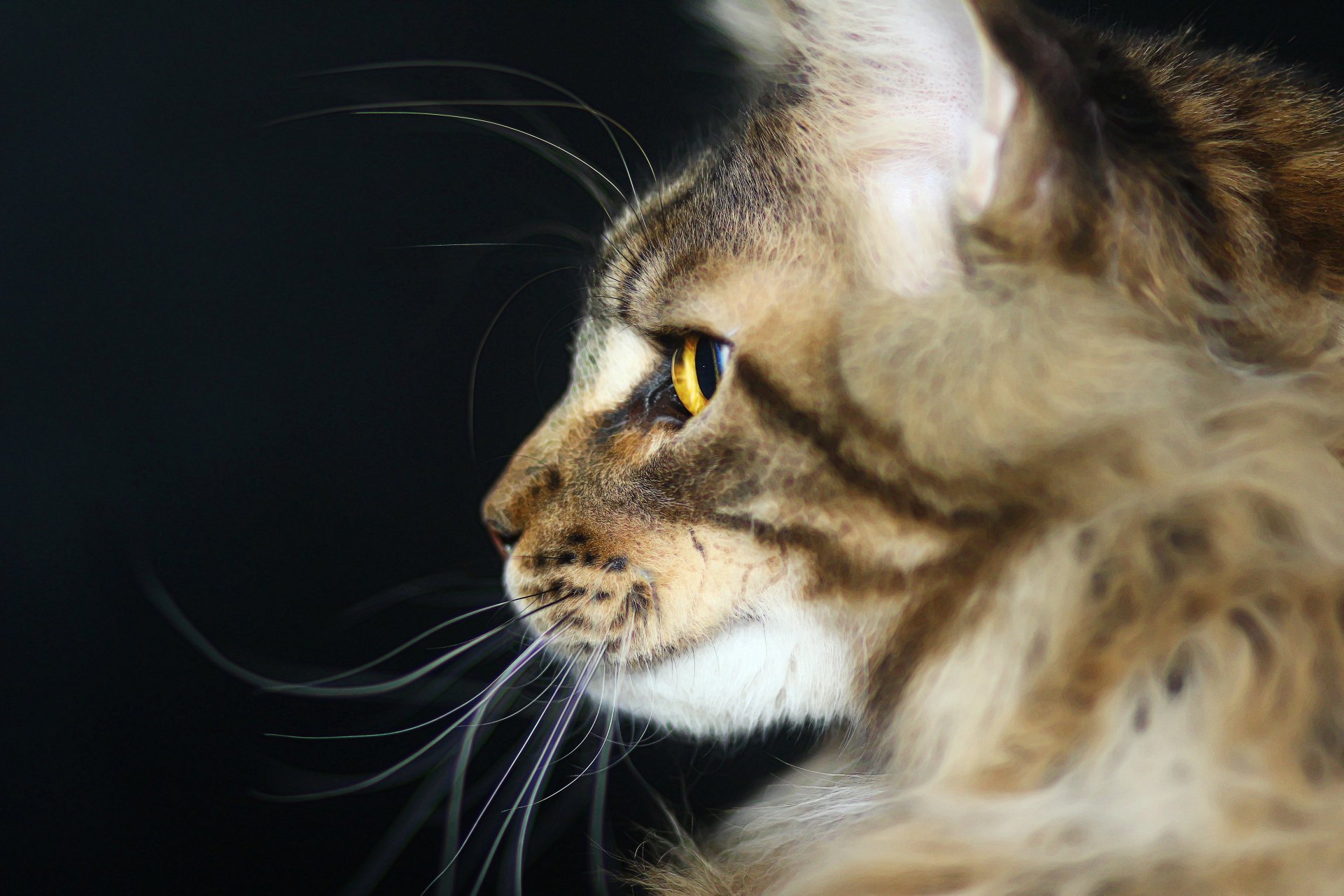 gatto maine coon predatore gatto