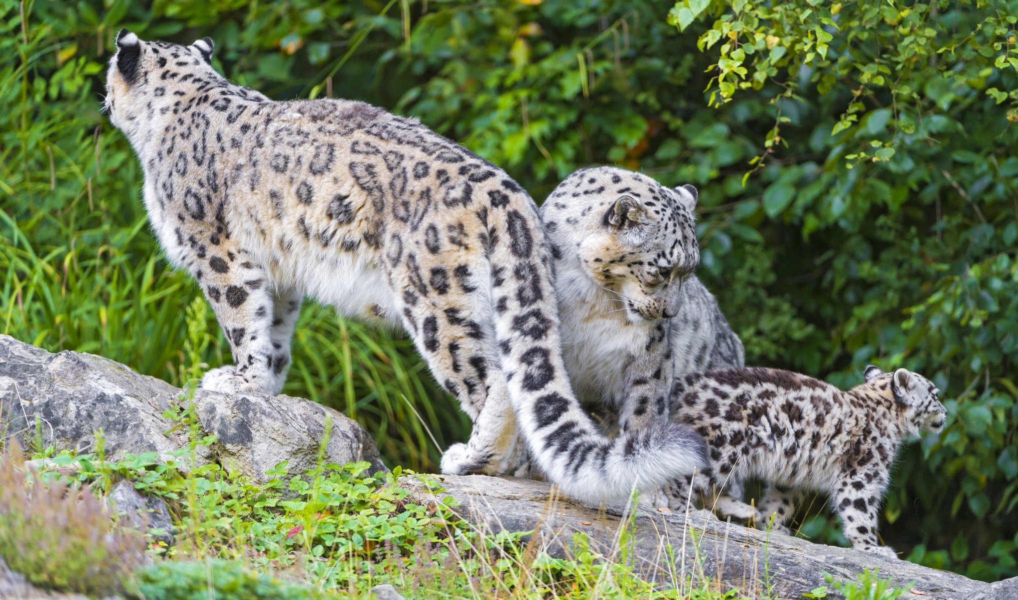 schneeleopard irbis familie