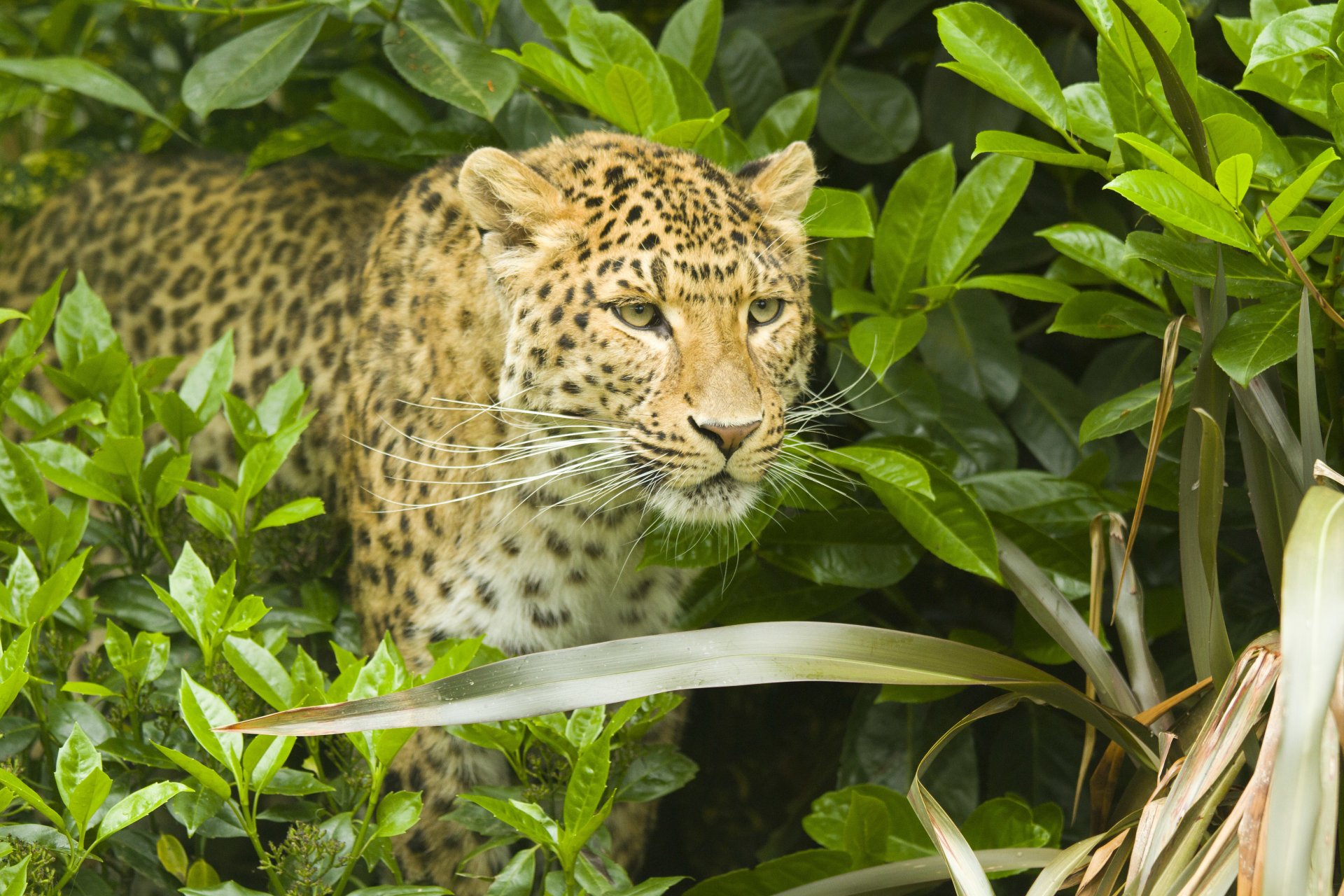 leopardo pantera pardus hocico bigote depredador arbusto follaje