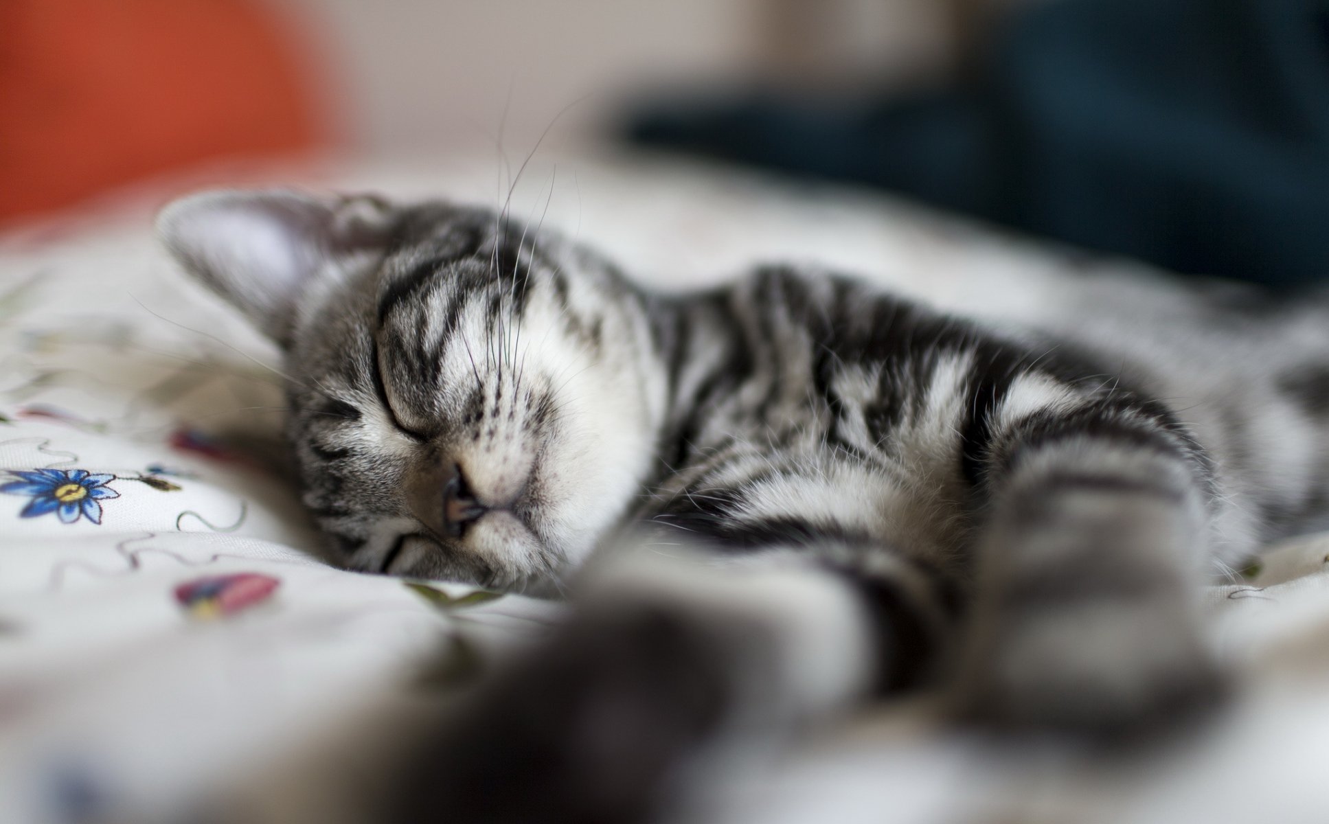 chat chaton rayé gris sommeil sieste repos