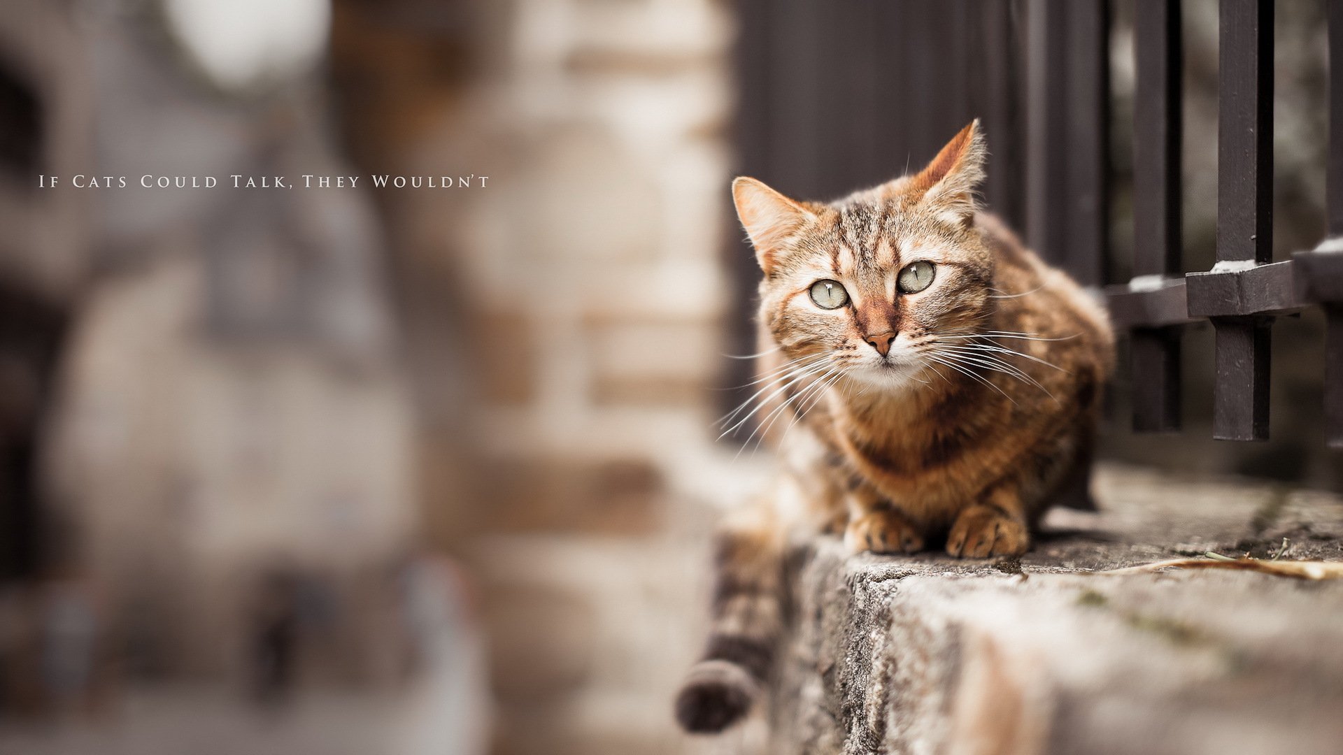 chat fond rue