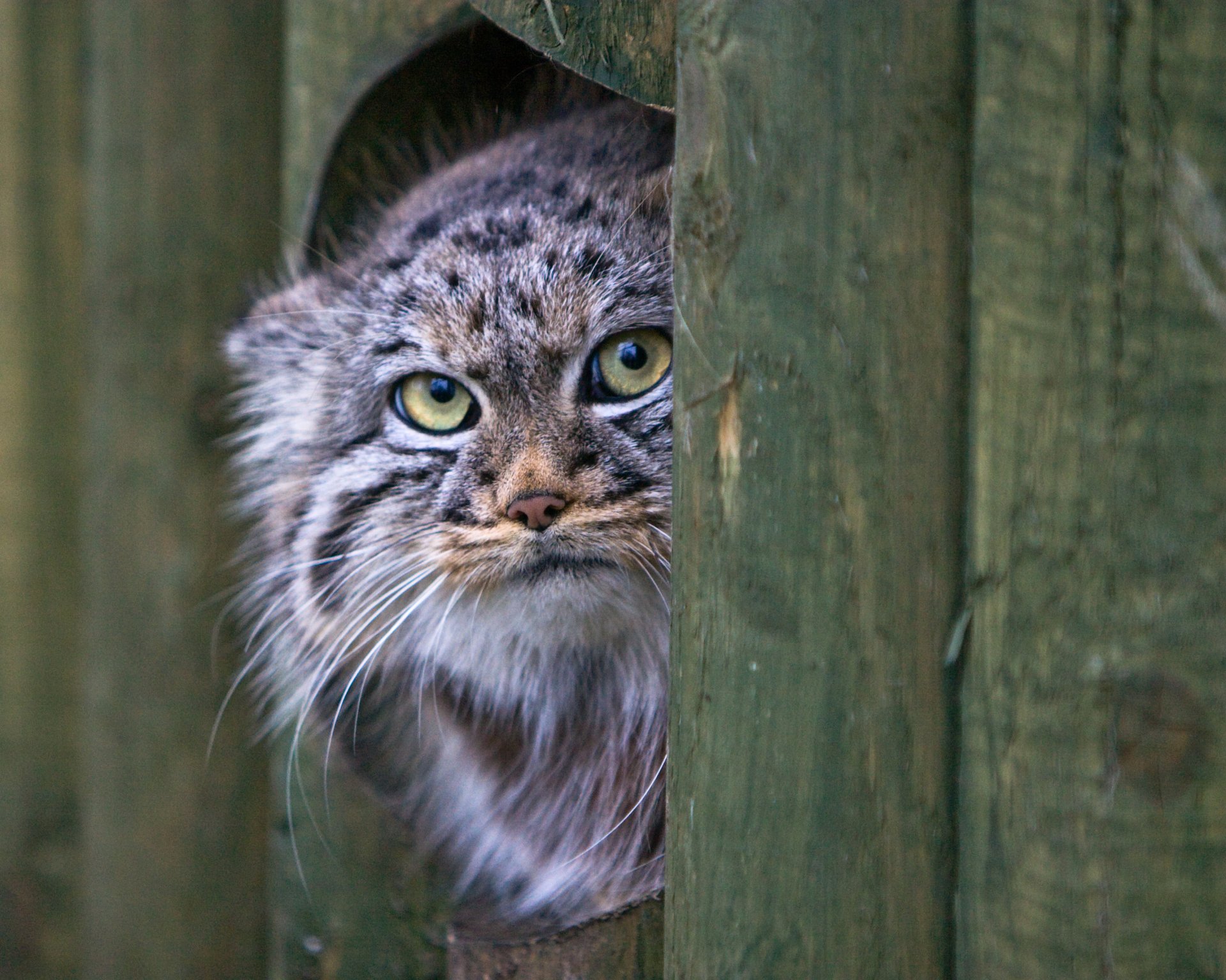 manul gatto sguardo muso