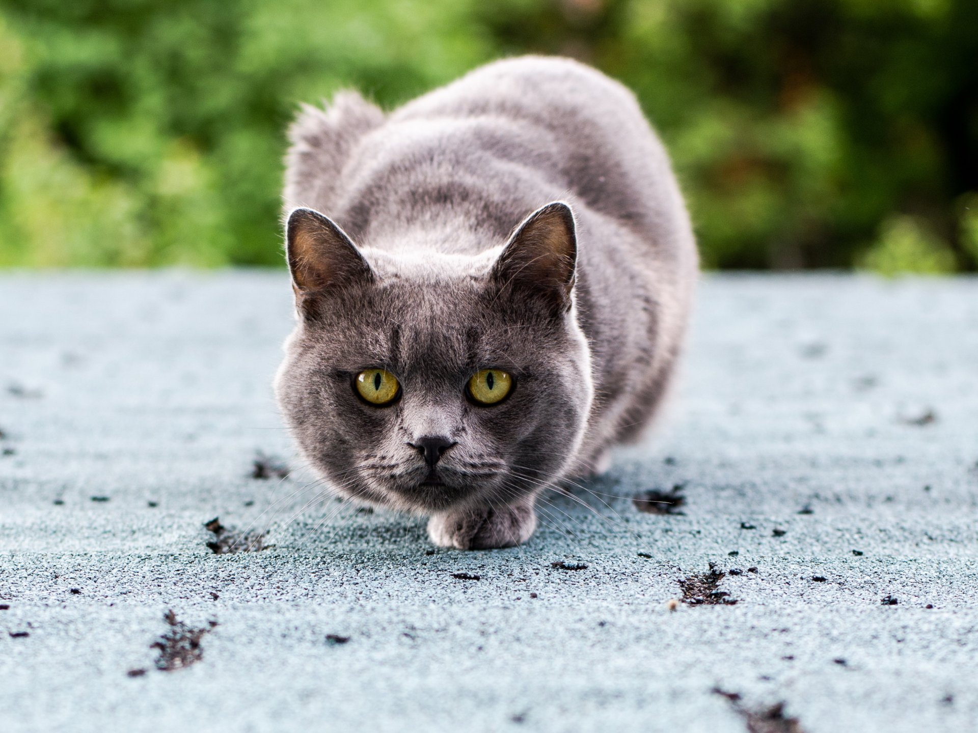 gatto gatto grigio seduta vista occhi verde