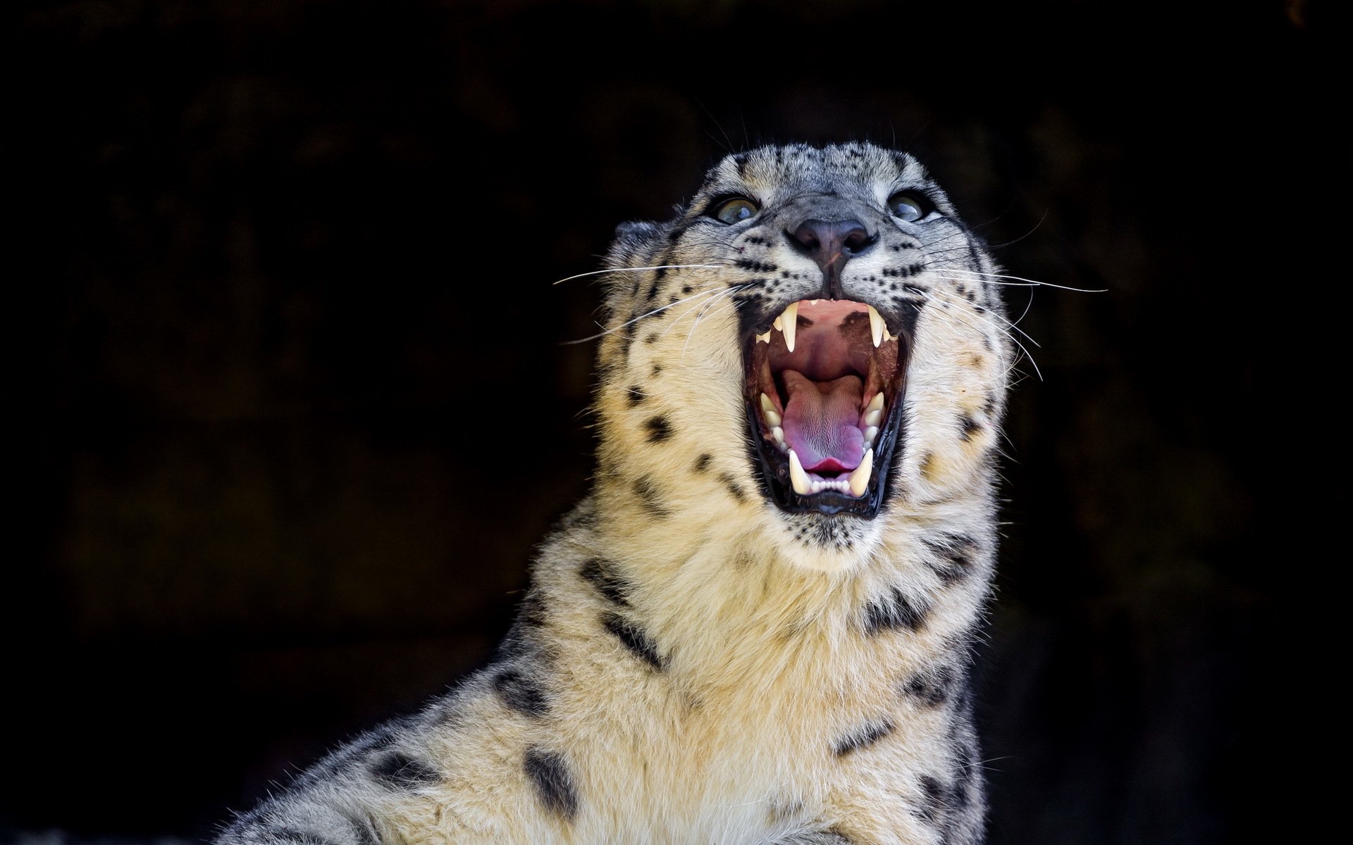 leopardo de las nieves irbis depredador gato salvaje sonrisa