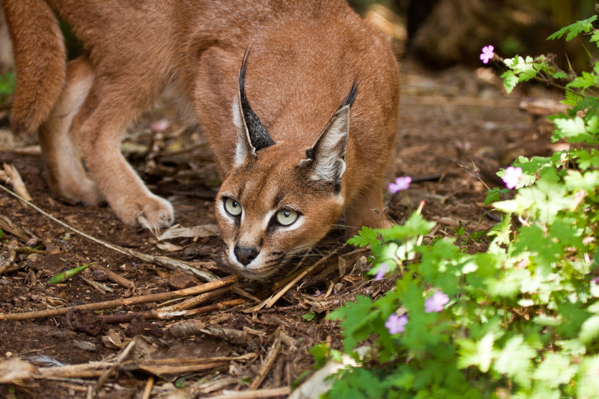 caracal lynx des steppes chat vue