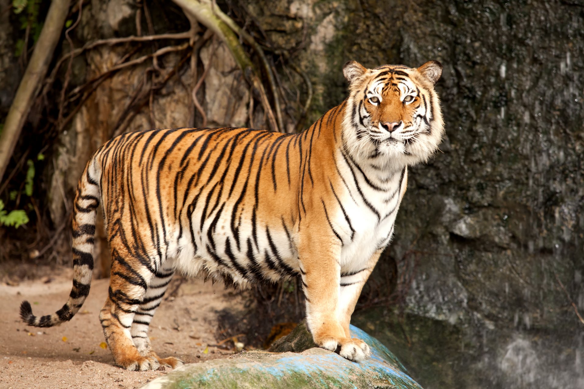 tigre tigre de amur gato piedra depredador