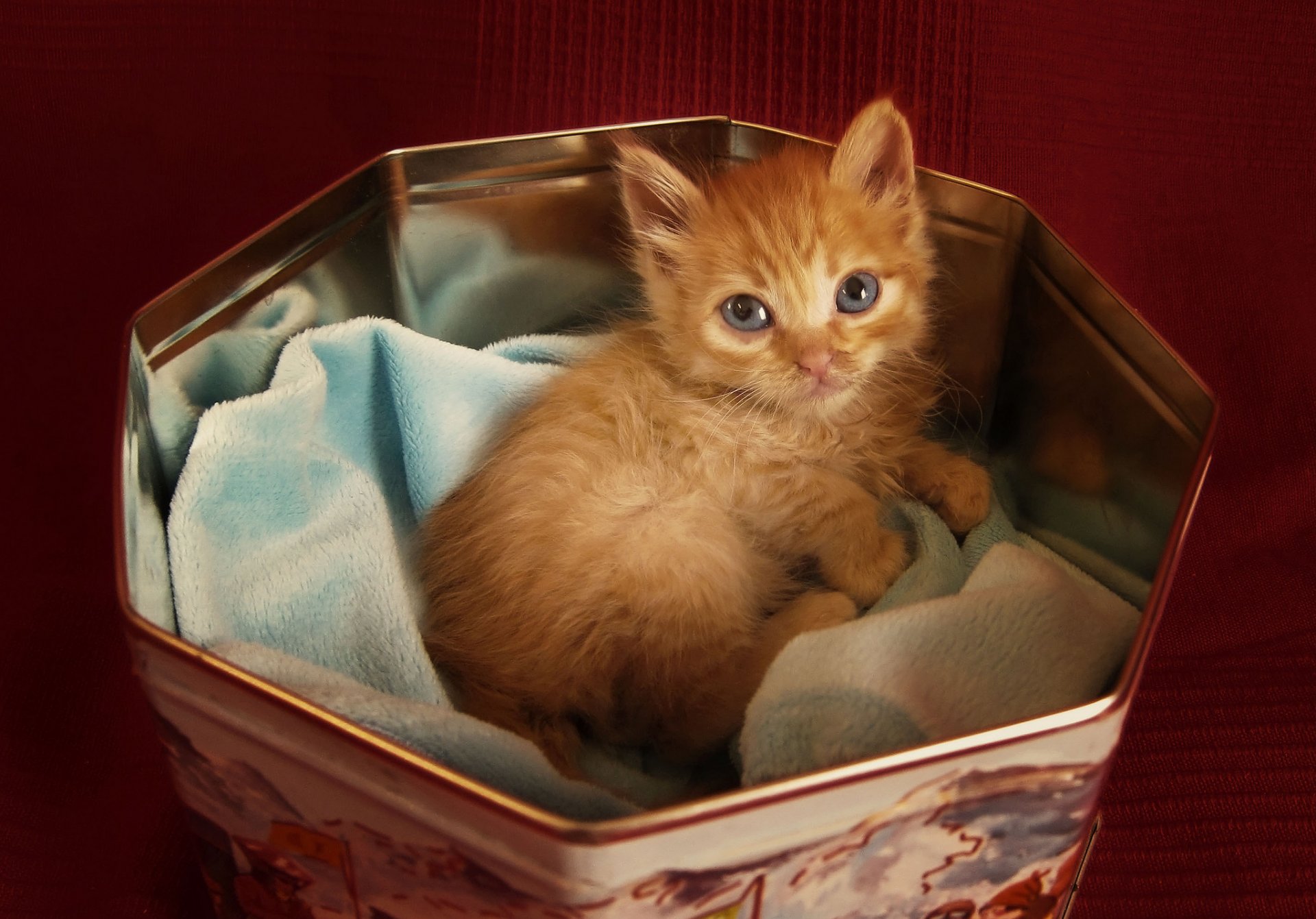 chat chaton roux regard se trouve dans une boîte