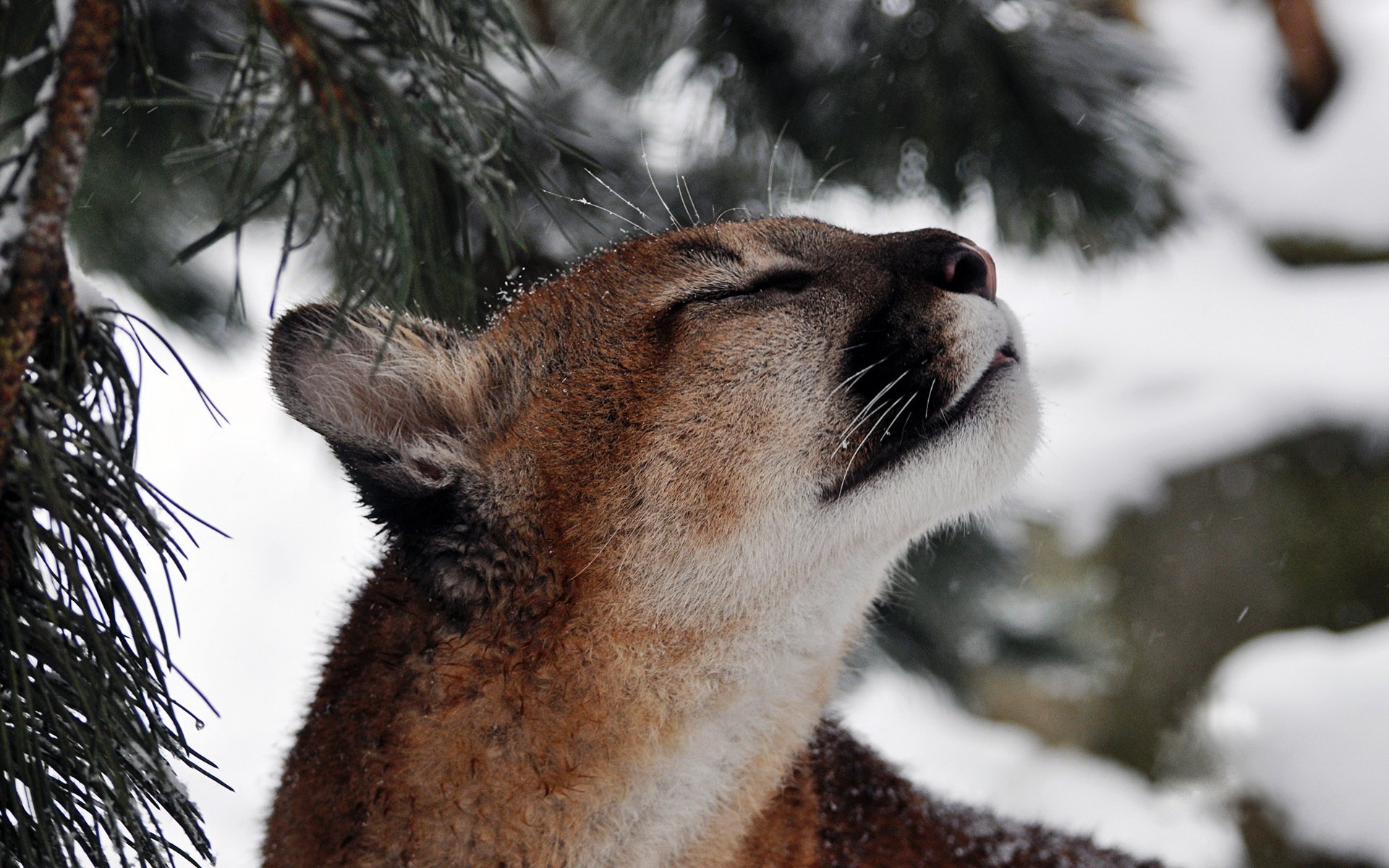 puma cougar leone di montagna neve muso baffi predatore ramo pino