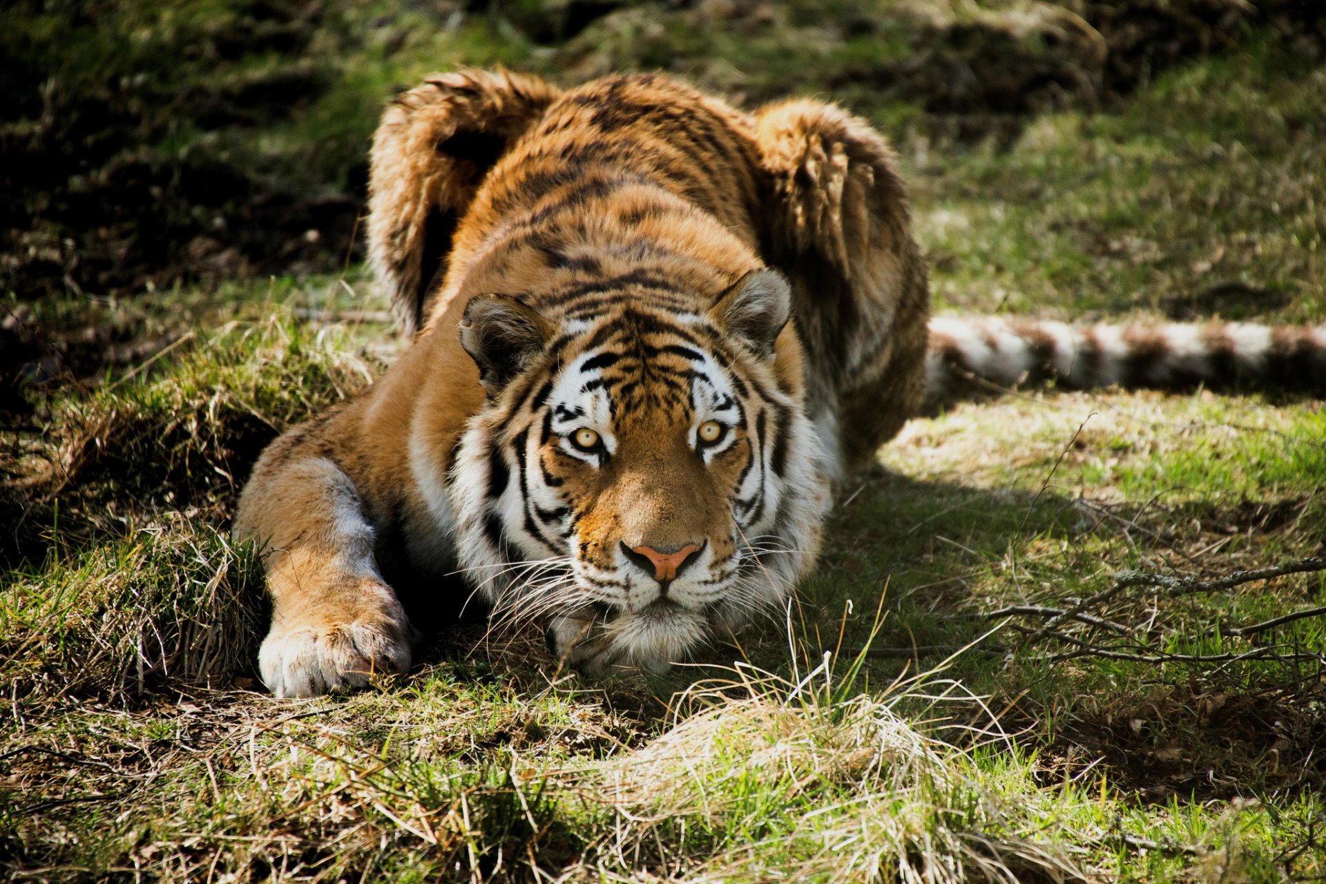 tigre depredador caza hierba