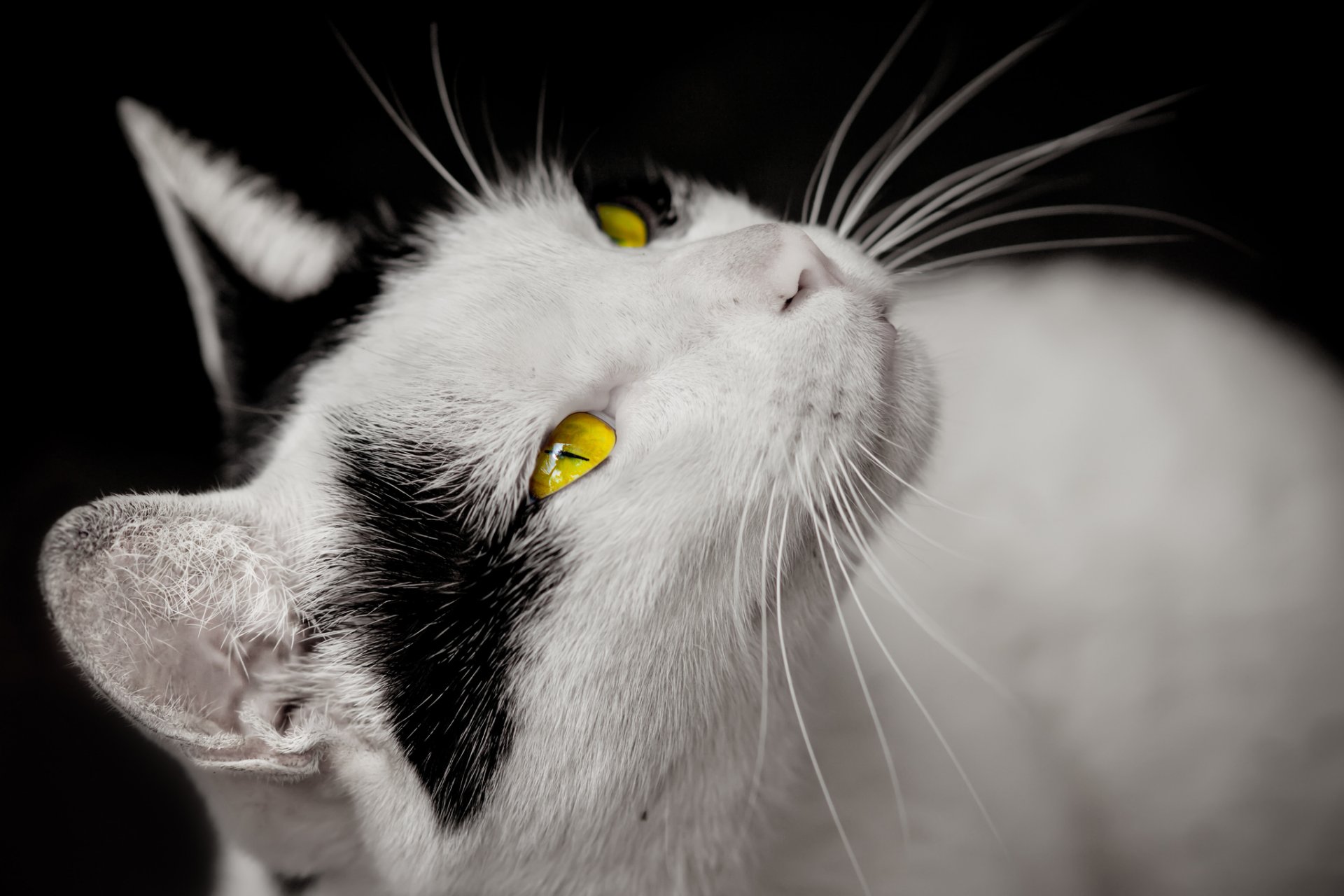 gato blanco manchas negras ojos amarillo mirada