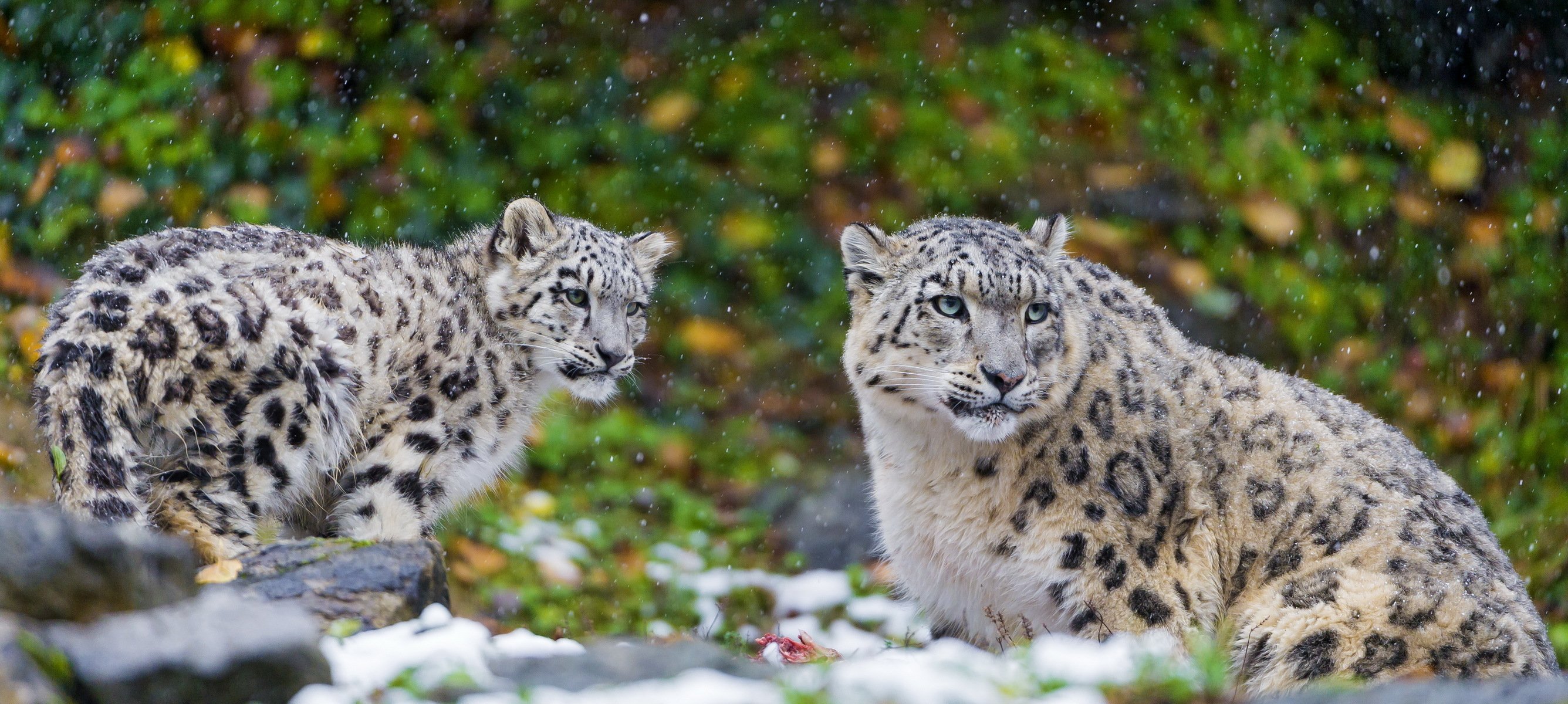 now leopard snow leopard predator family couple mother