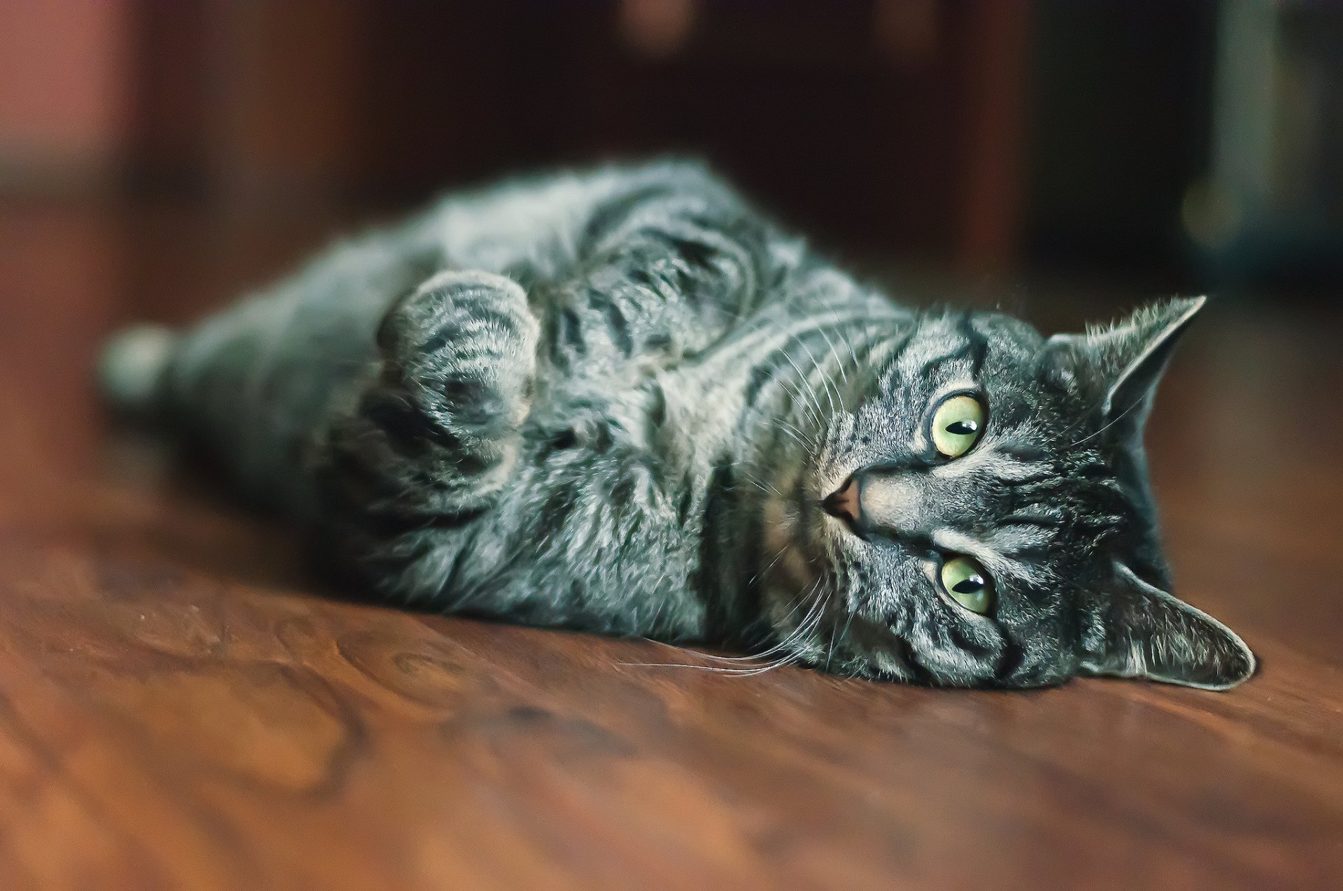 katze katze gesicht augen wolle blick unschärfe makro