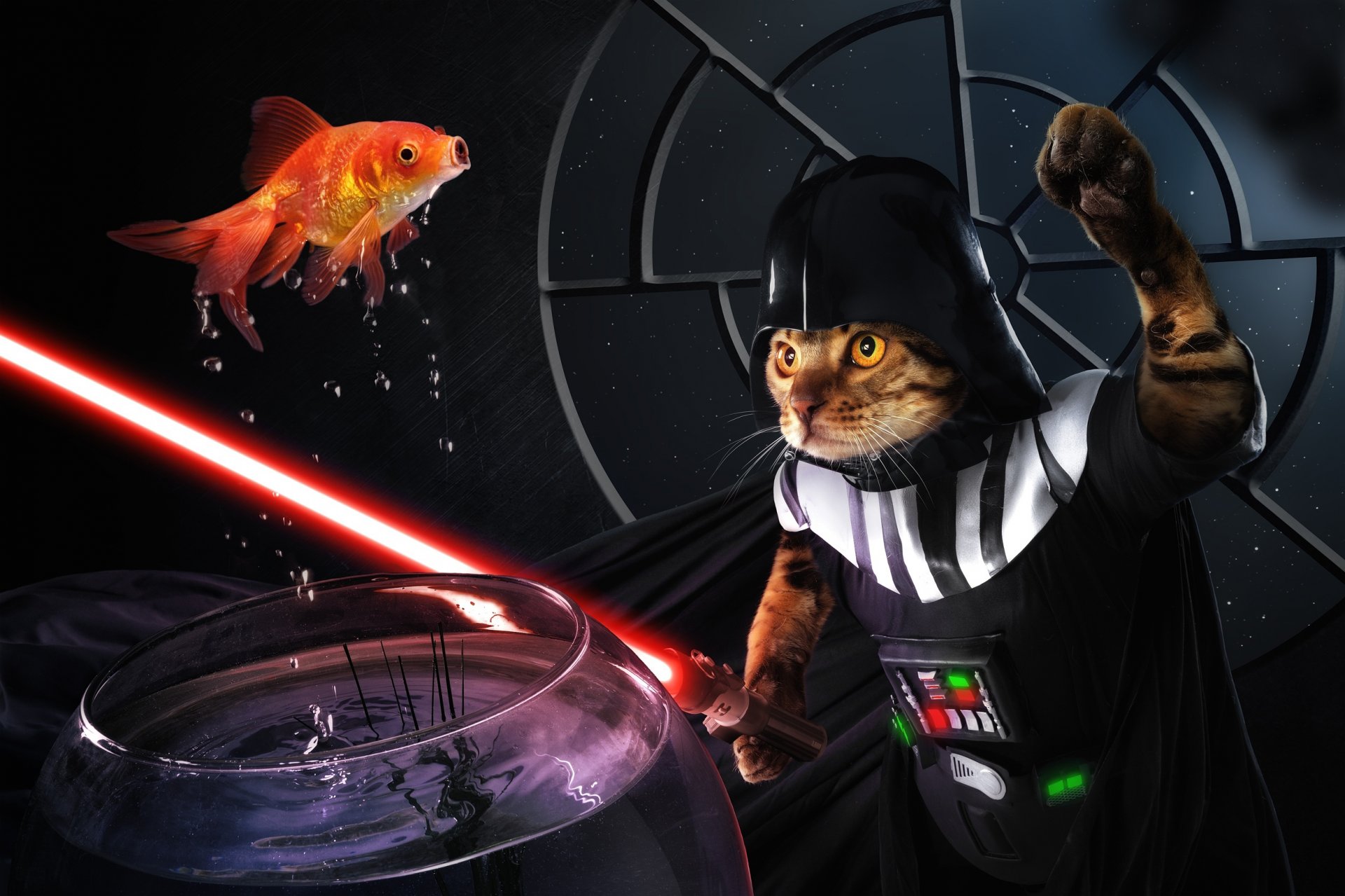 darth sushi cat fish