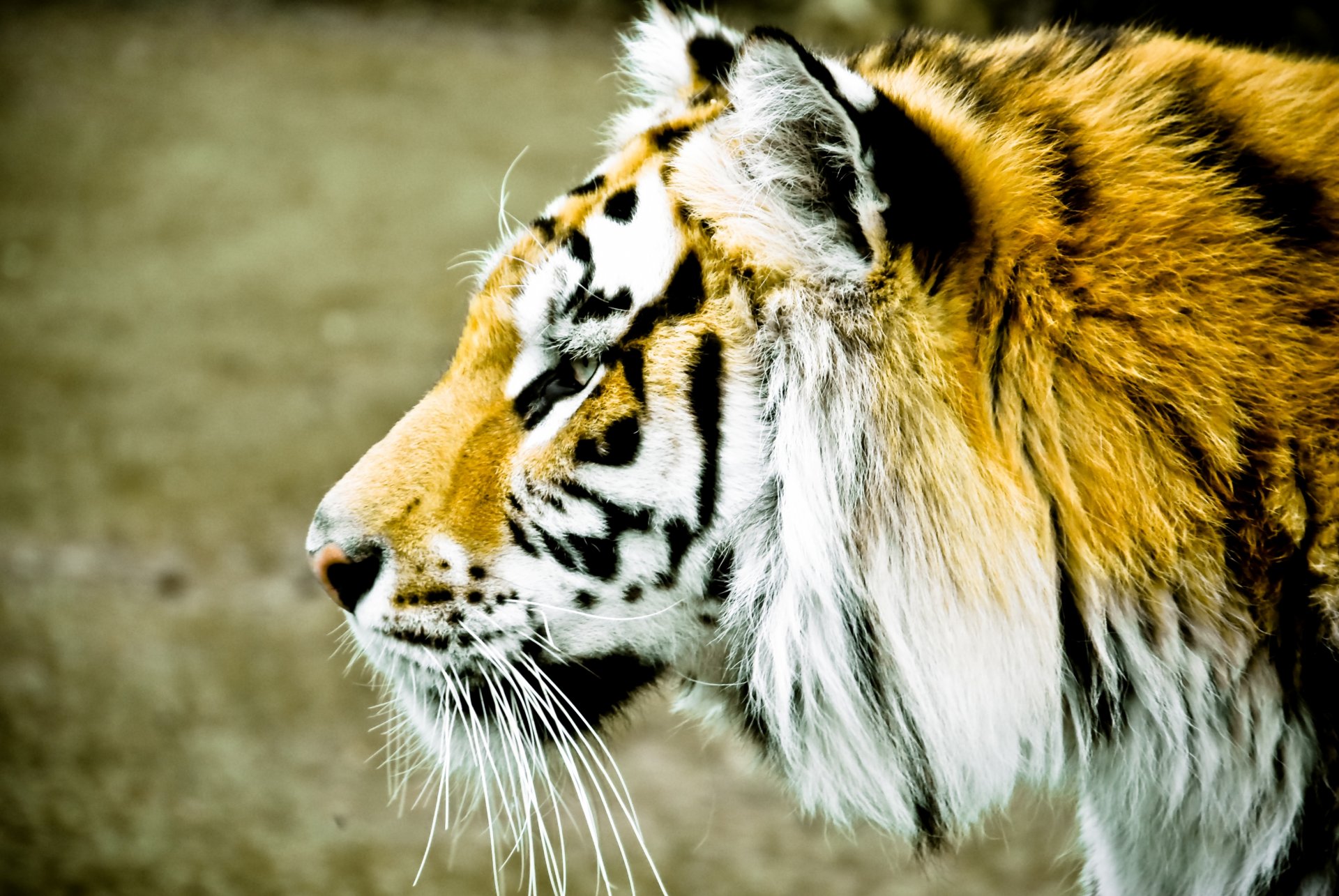 tiere tiger schnauze flecken profil unschärfe hintergrund tapete widescreen vollbild widescreen widescreen