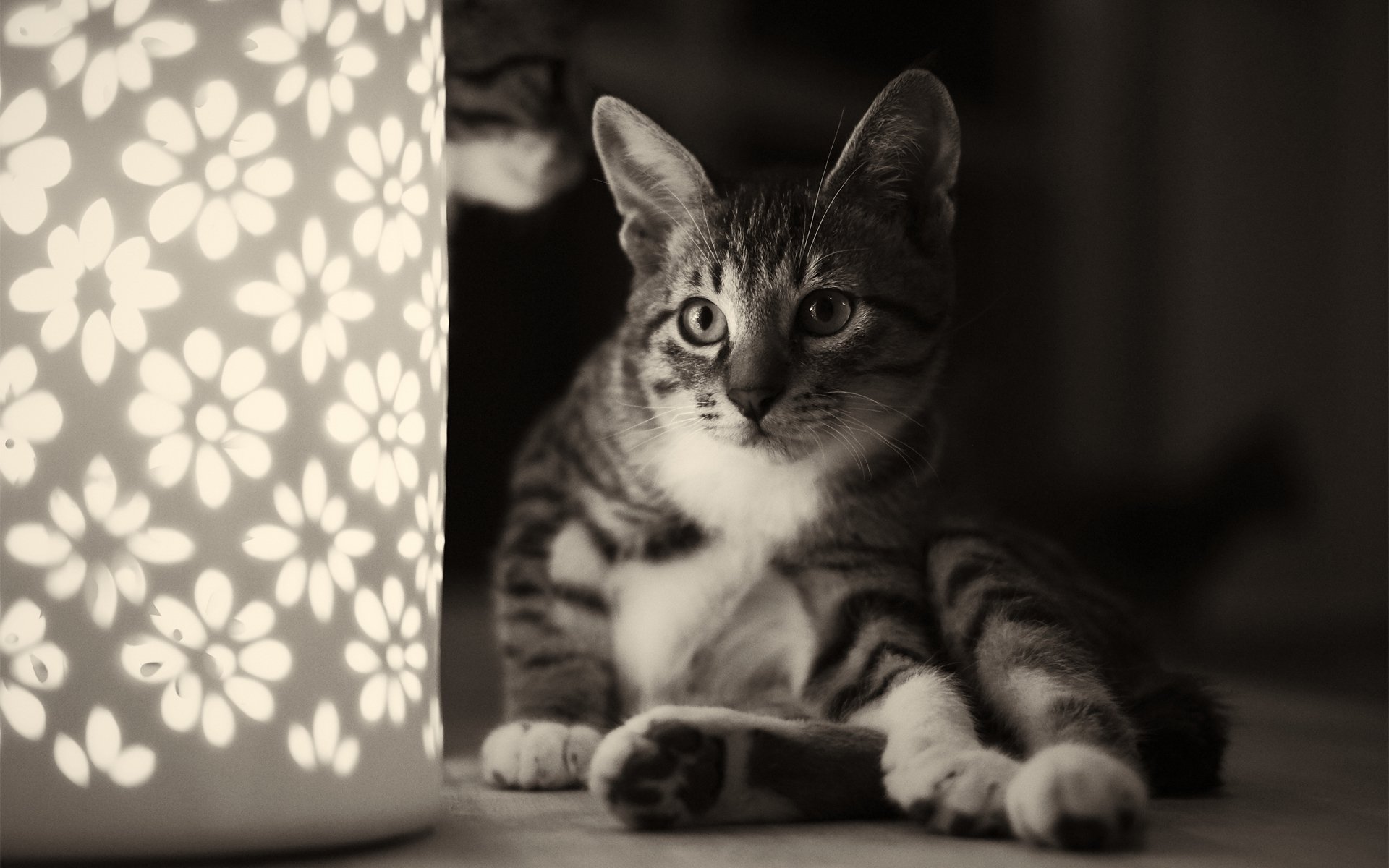 gato gato sentado luz de noche lámpara flores monocromo blanco y negro