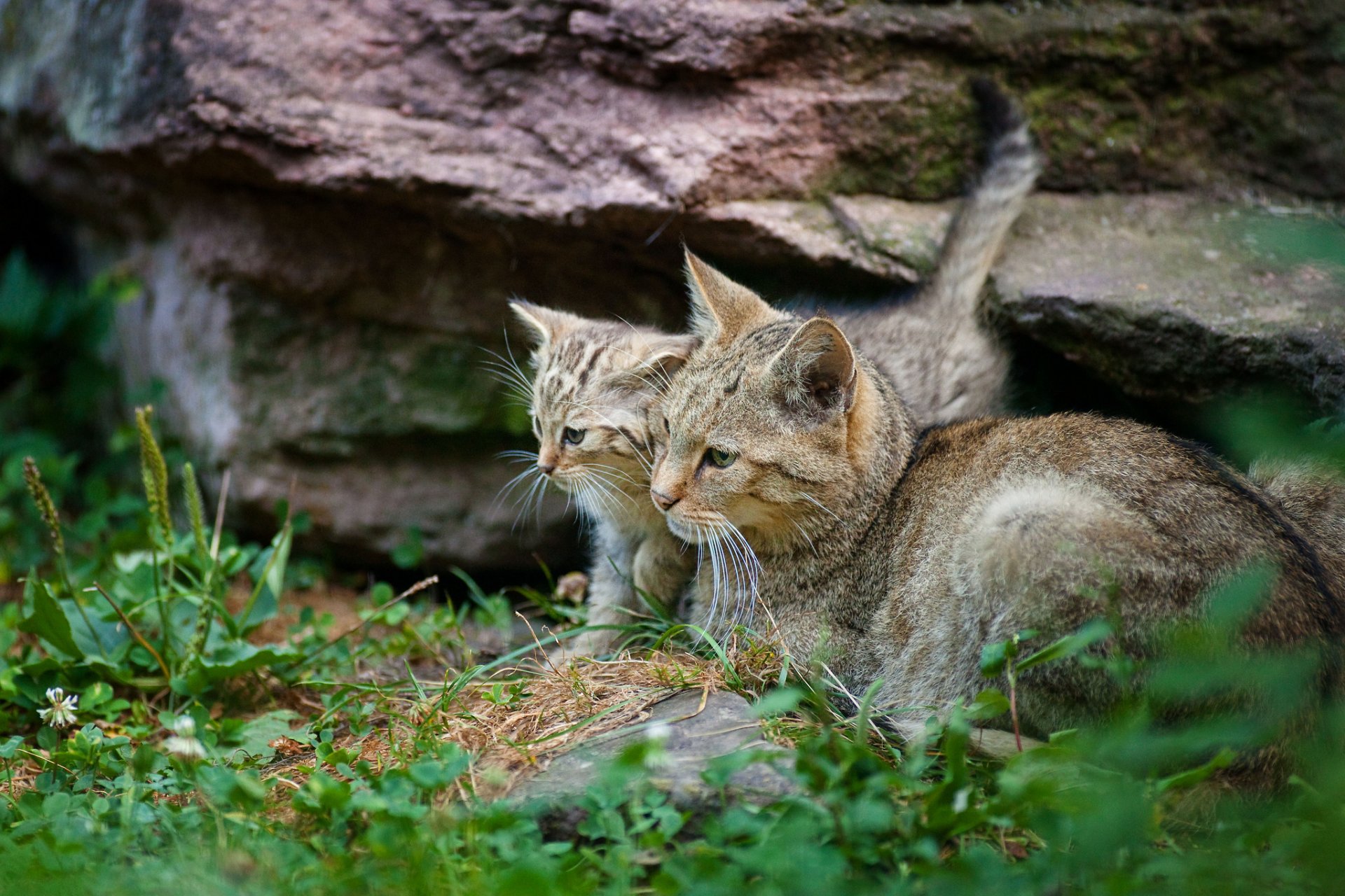 chat gris couché chaton à côté