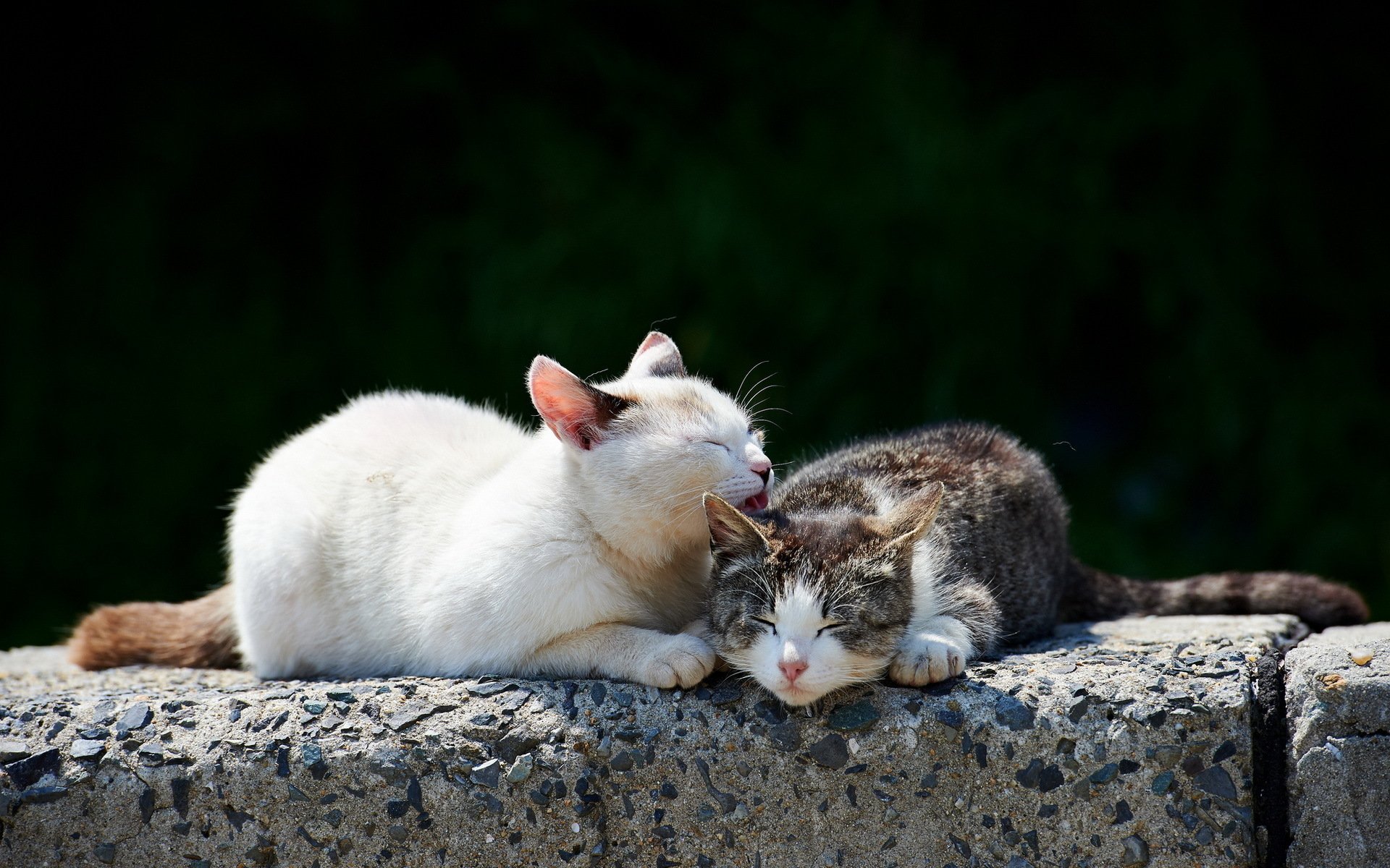 chats lavage pierre lumière