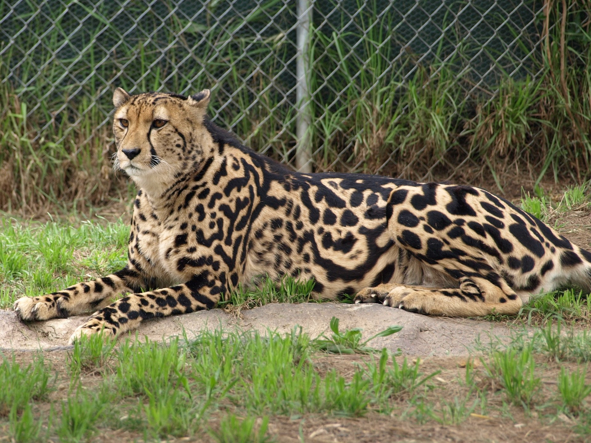 guépard royal chat guépard