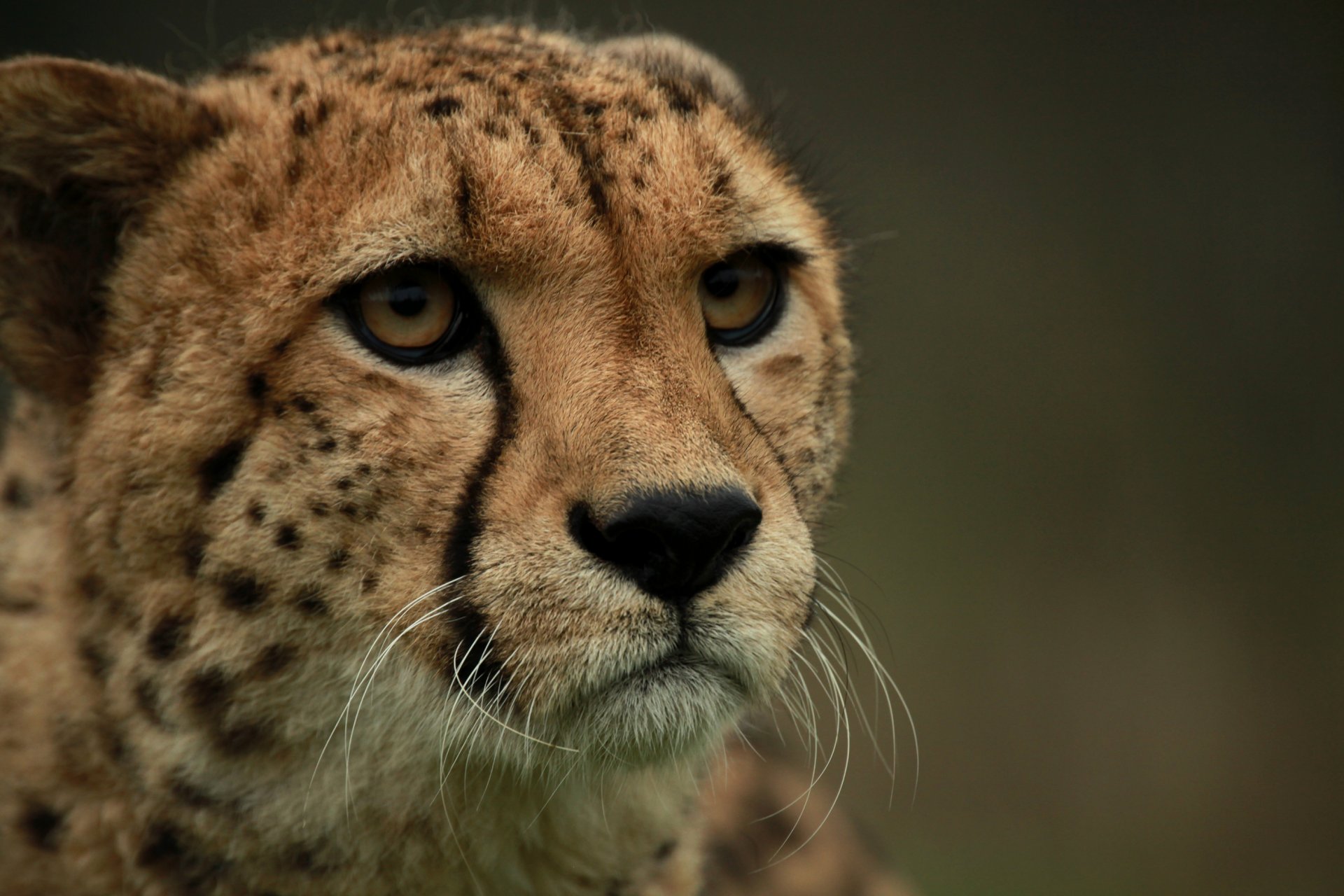 guépard chat museau regard