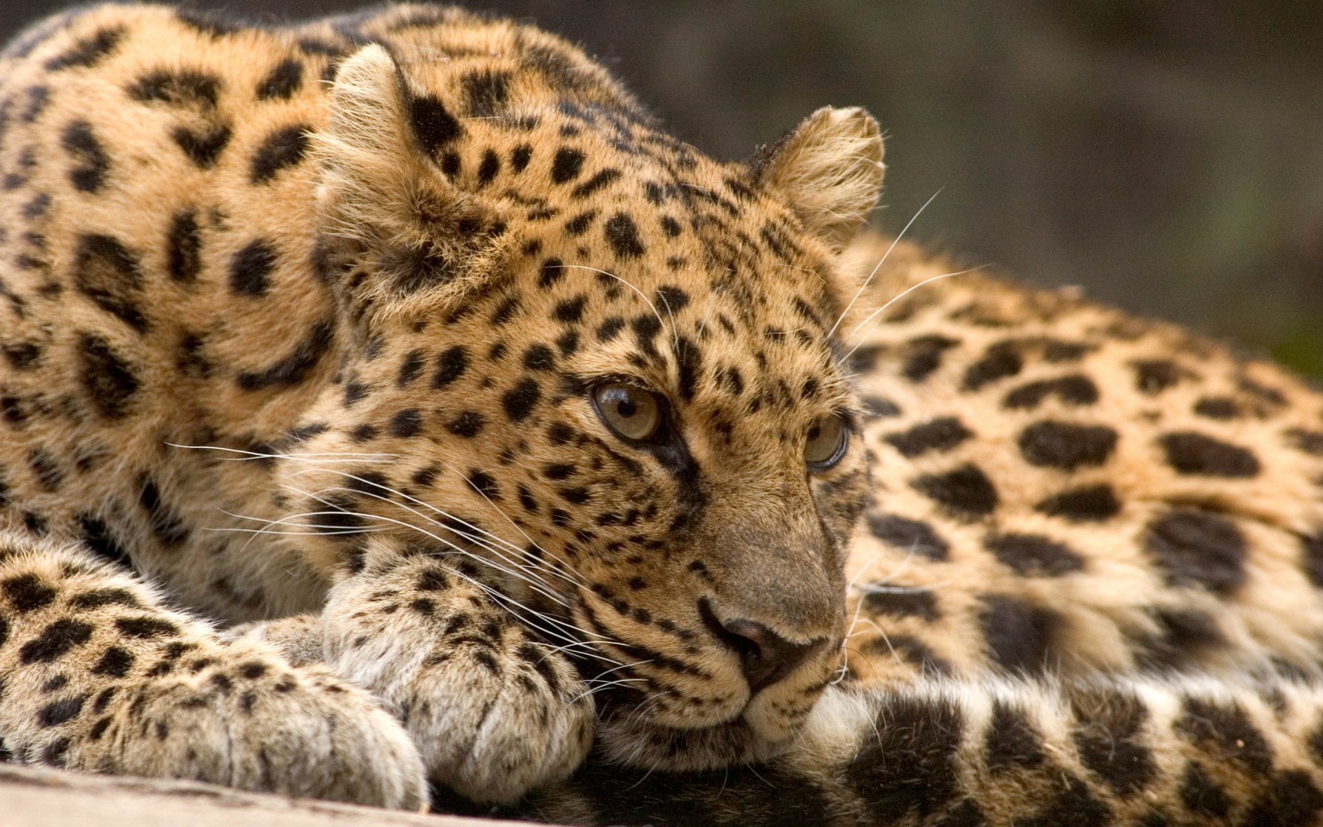 leopard tier raubtier katze erholung blick