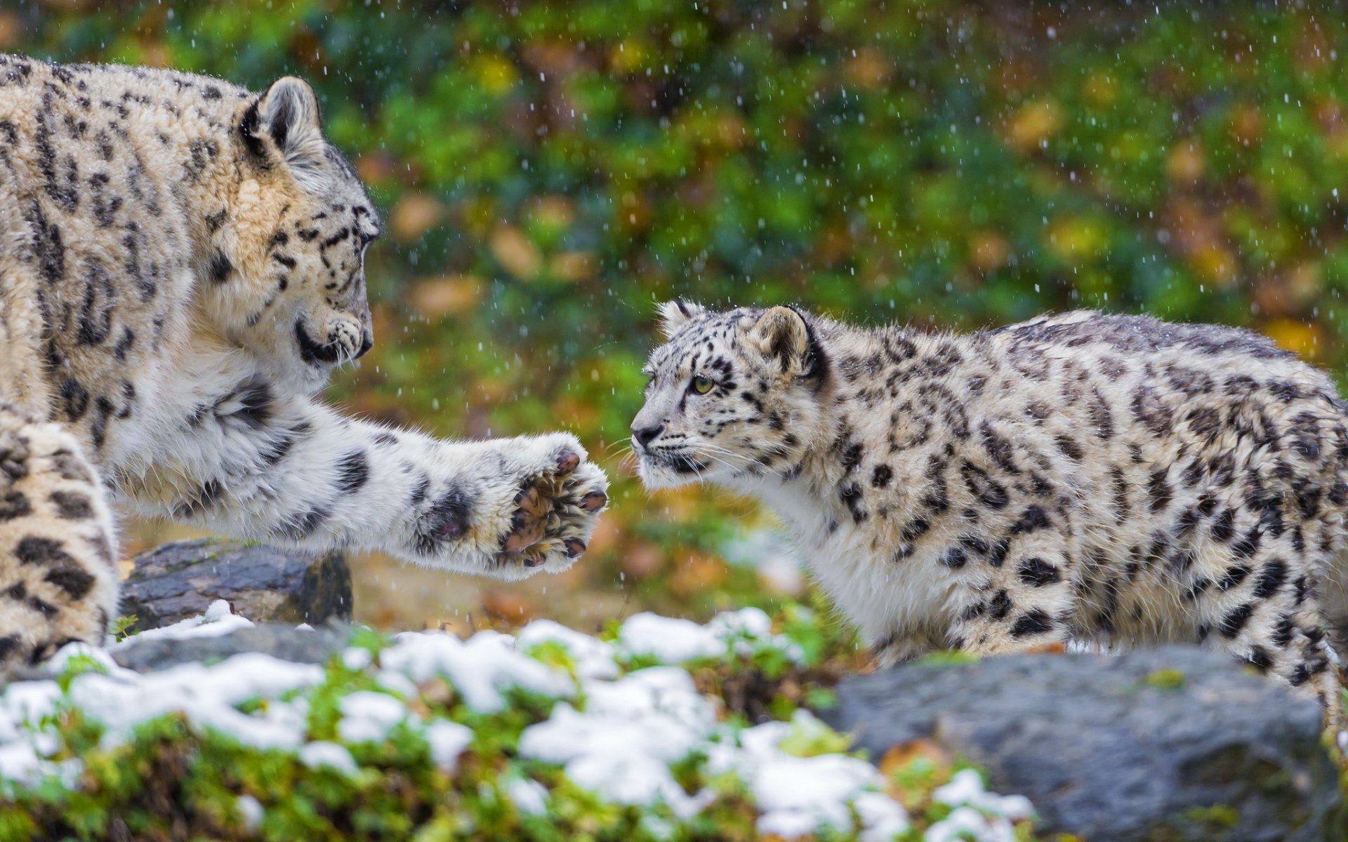 leopardo delle nevi irbis predatore famiglia coppia madre zampa