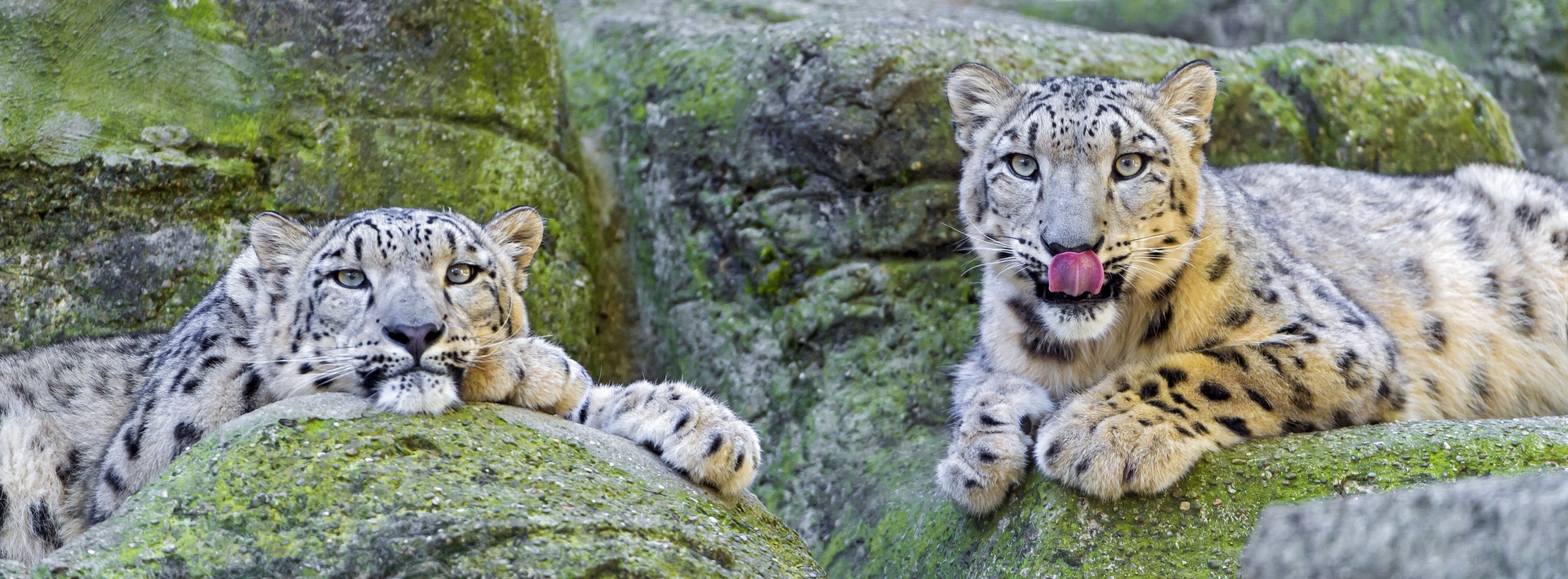 leopardo de las nieves irbis piedras