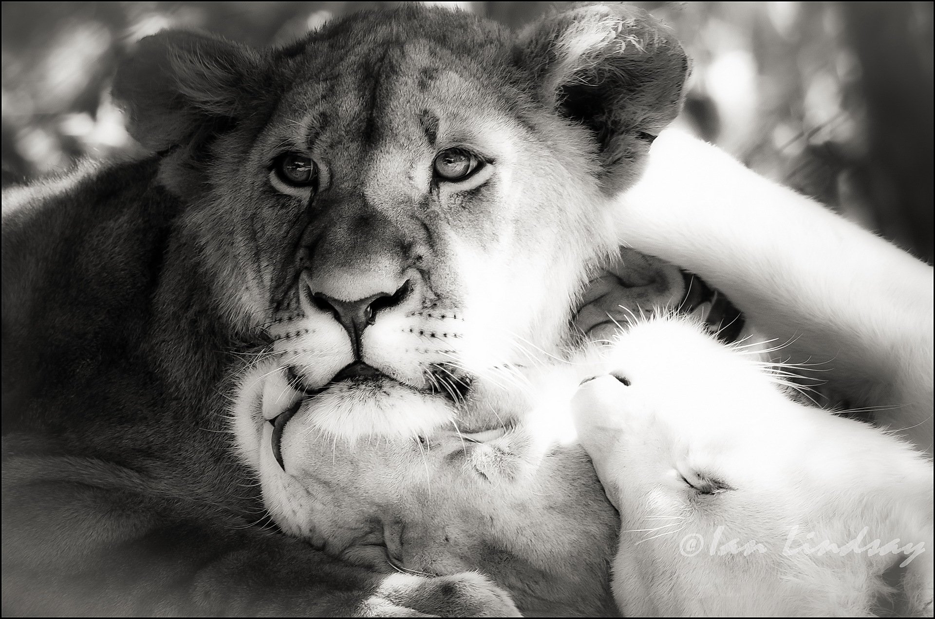 león leones fotografía en blanco y negro b / w photoshop