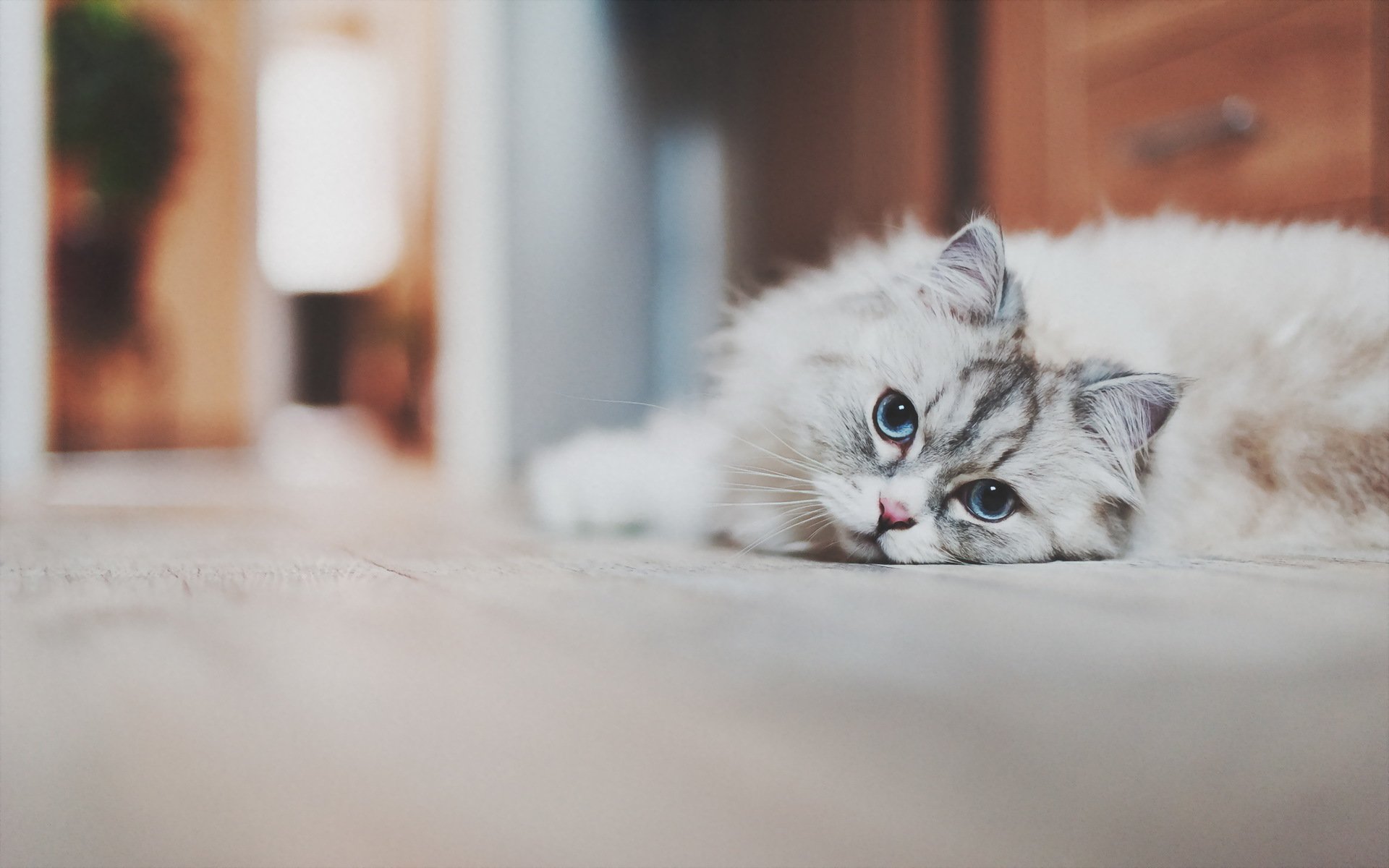 chat vue maison