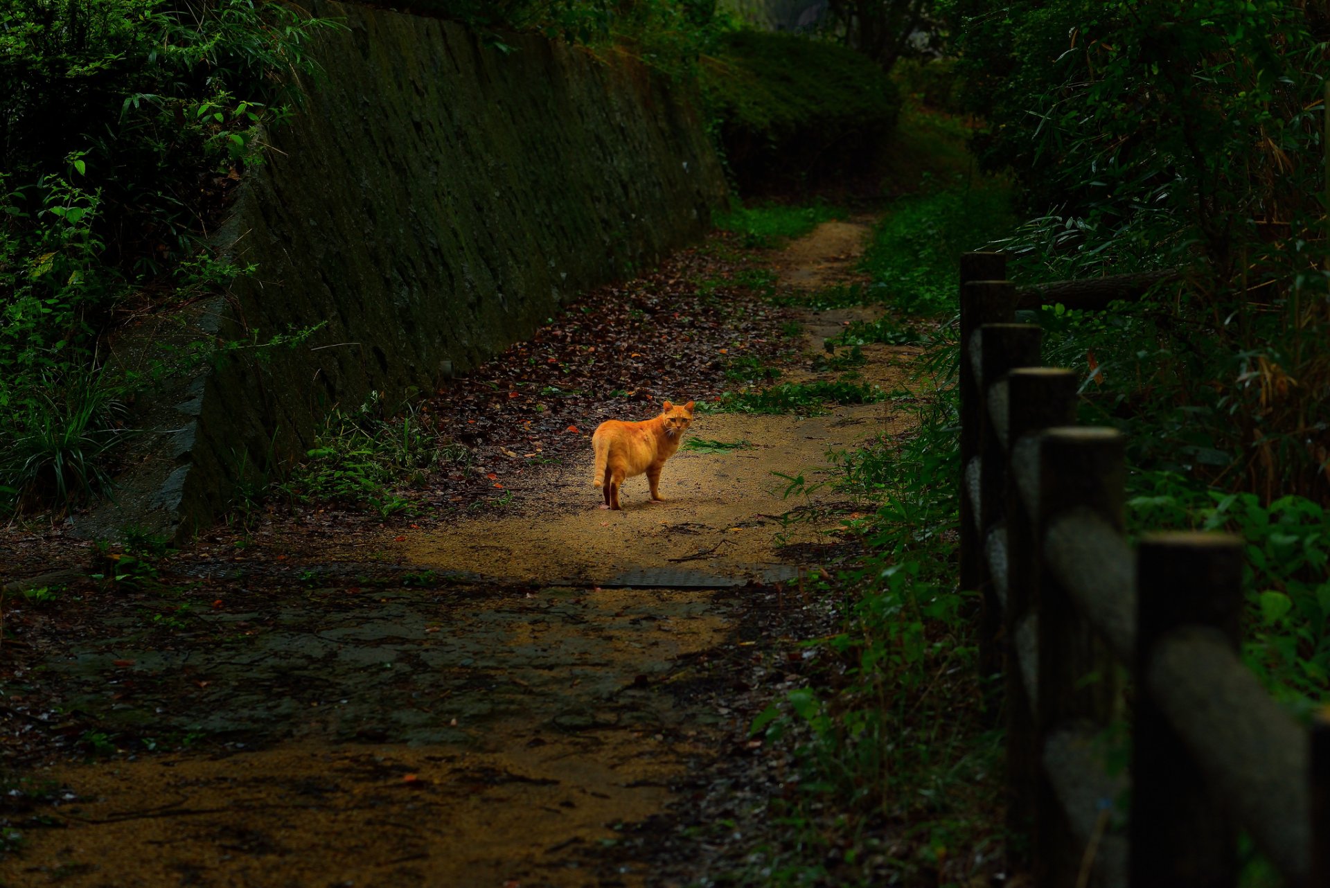 parque valla carretera gato gato pelirroja