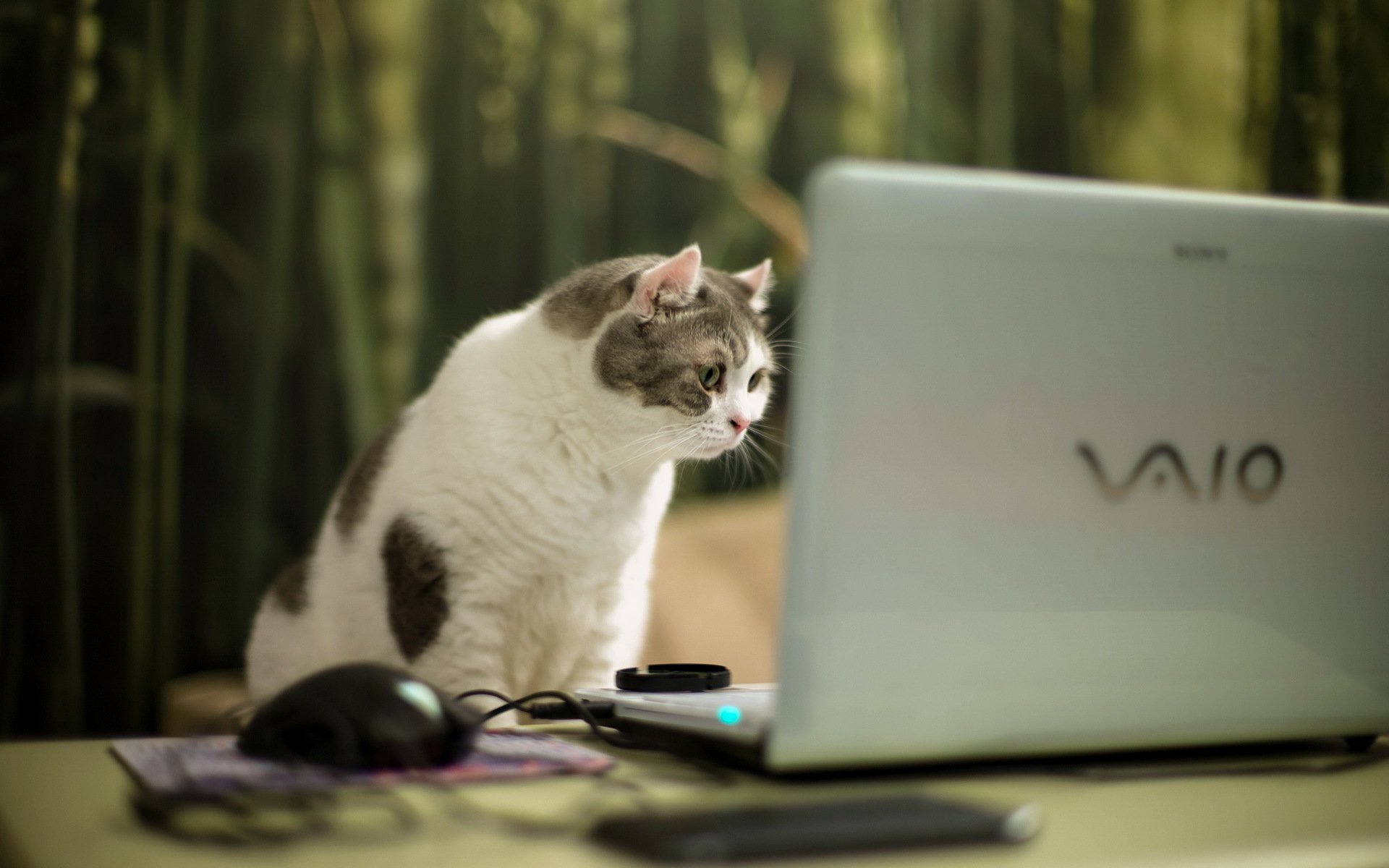 katze blick laptop