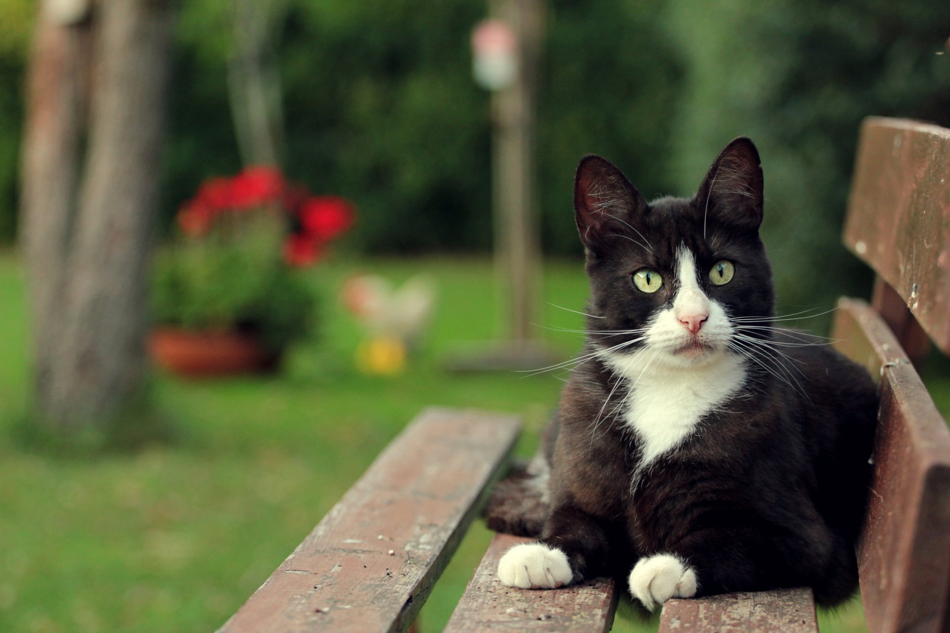 banco gato gato blanco y negro mirada