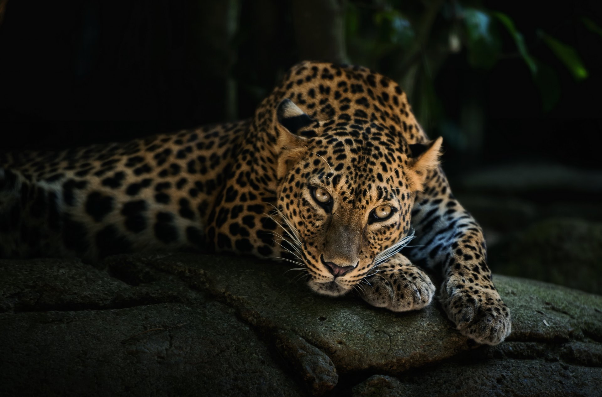 leopard liegt schnauze raubtier