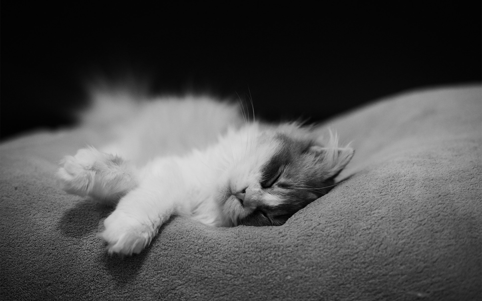 cat sleeping monochrome cat kote black and white