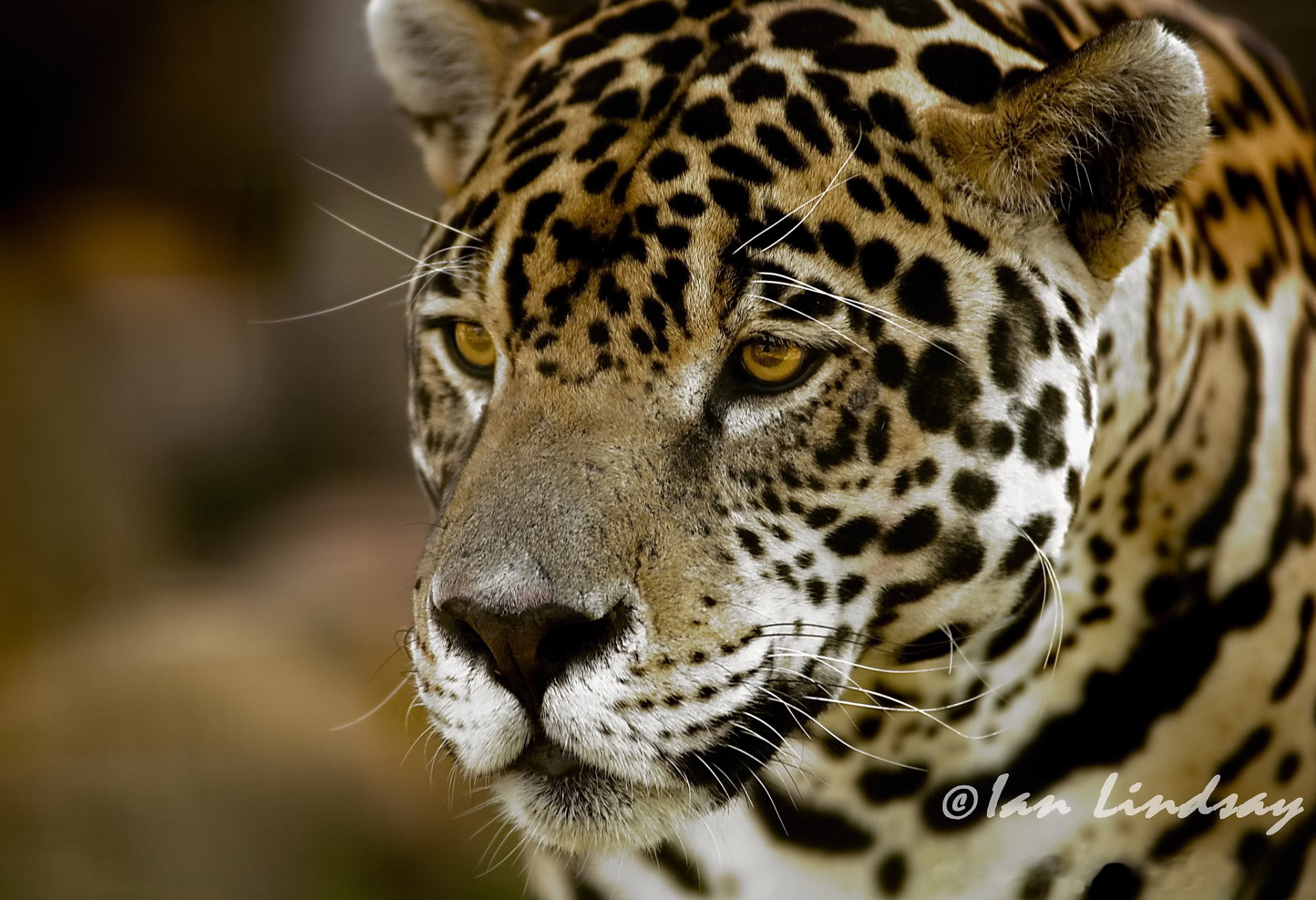 jaguar schnauze blick raubtier