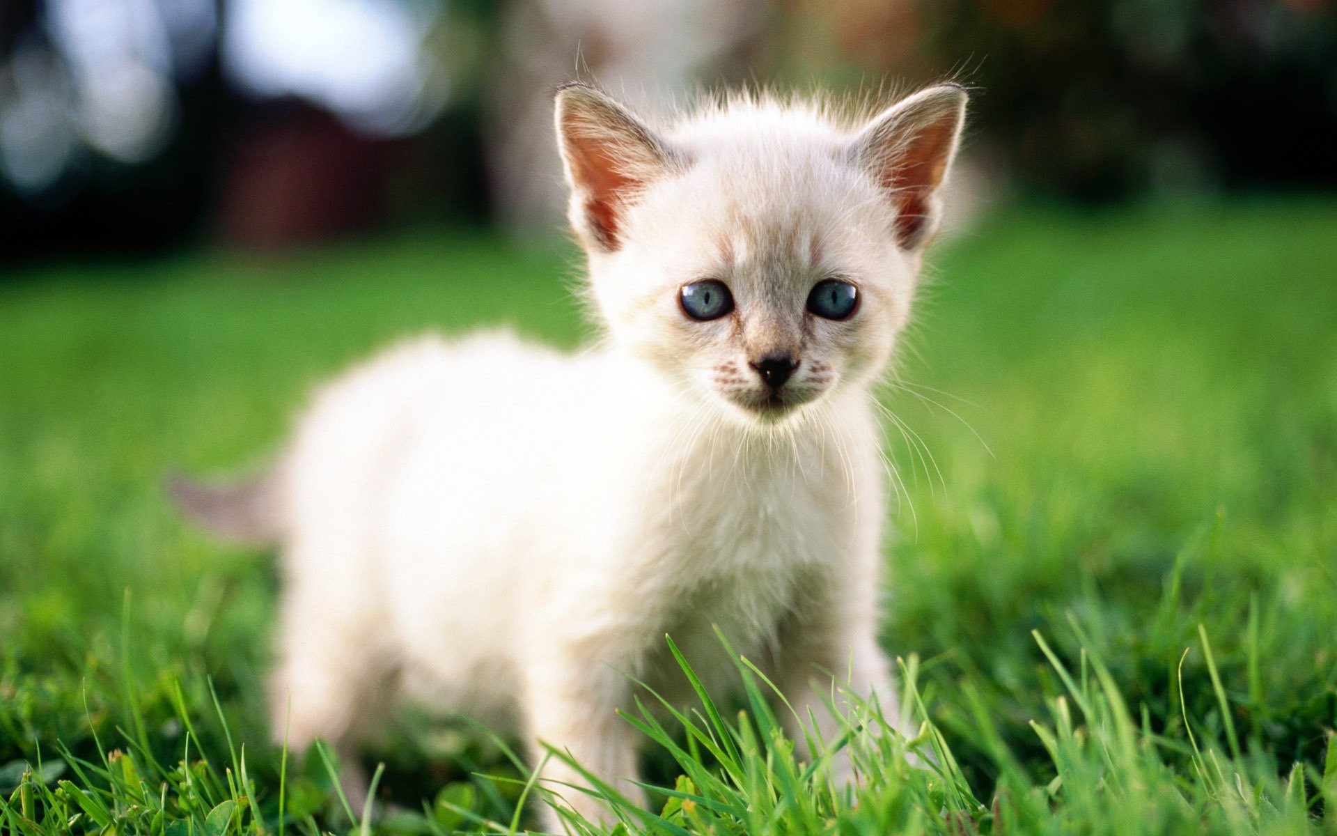 cat cat kitten grass macro white