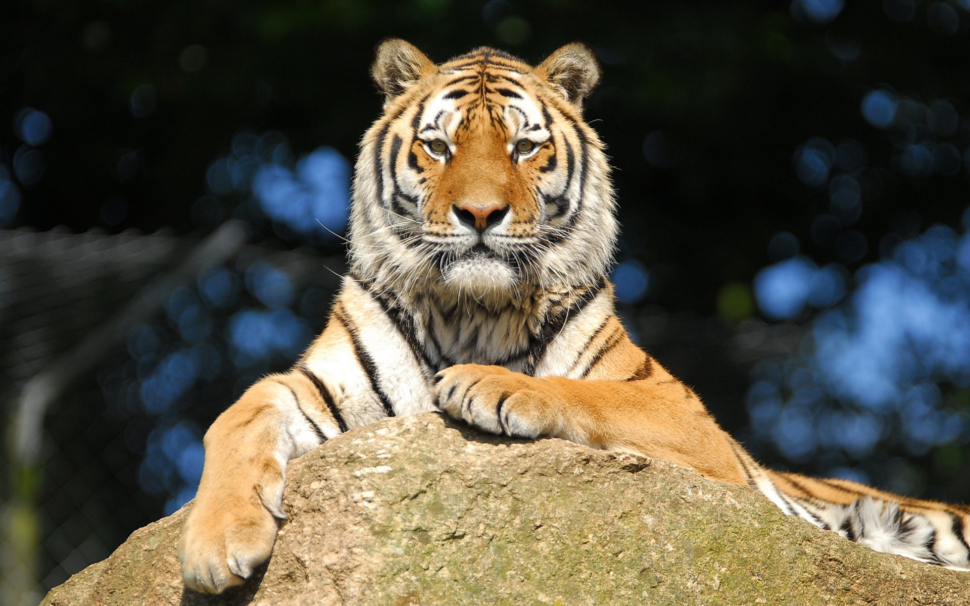 tiger amur sports stone view