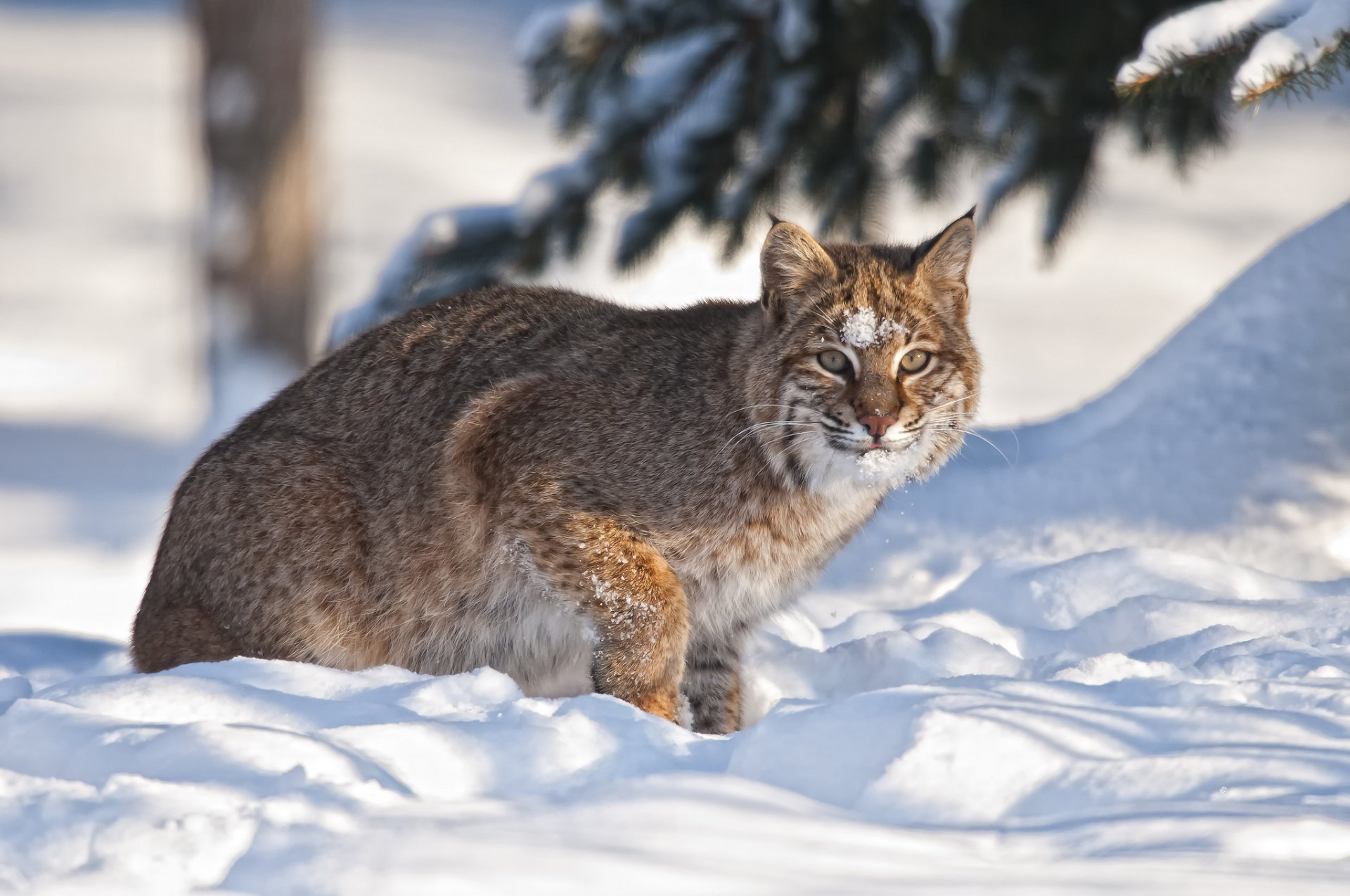 luchs schnee winter