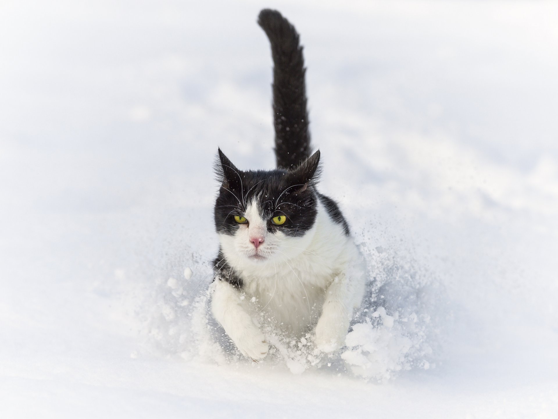 gatto gatto neve inverno corre cumulo di neve ©tambako the jaguar