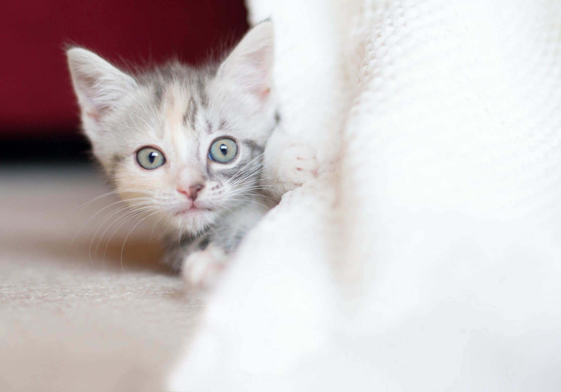 chaton tricolore enfant regard