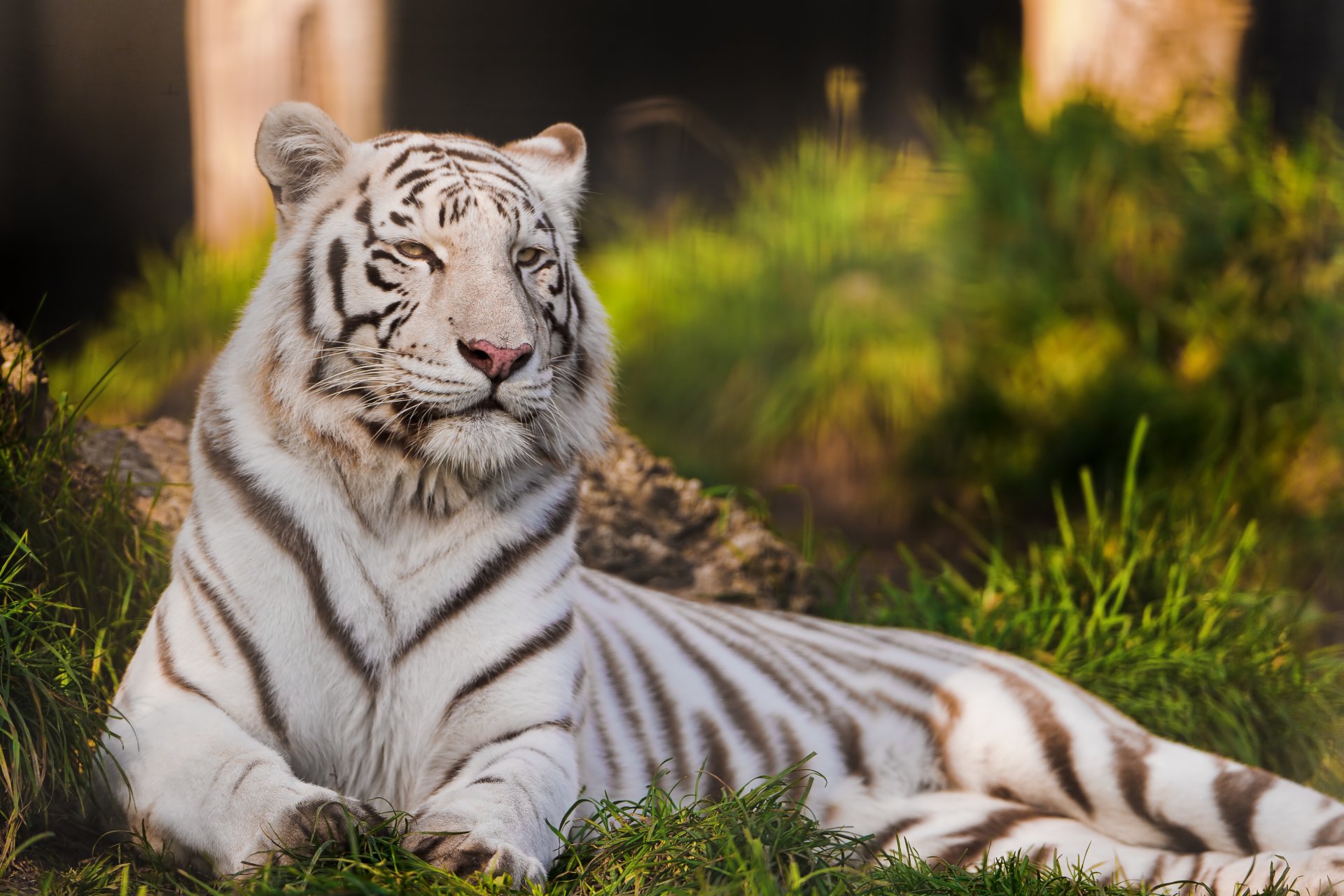 tiger white tiger cat predator