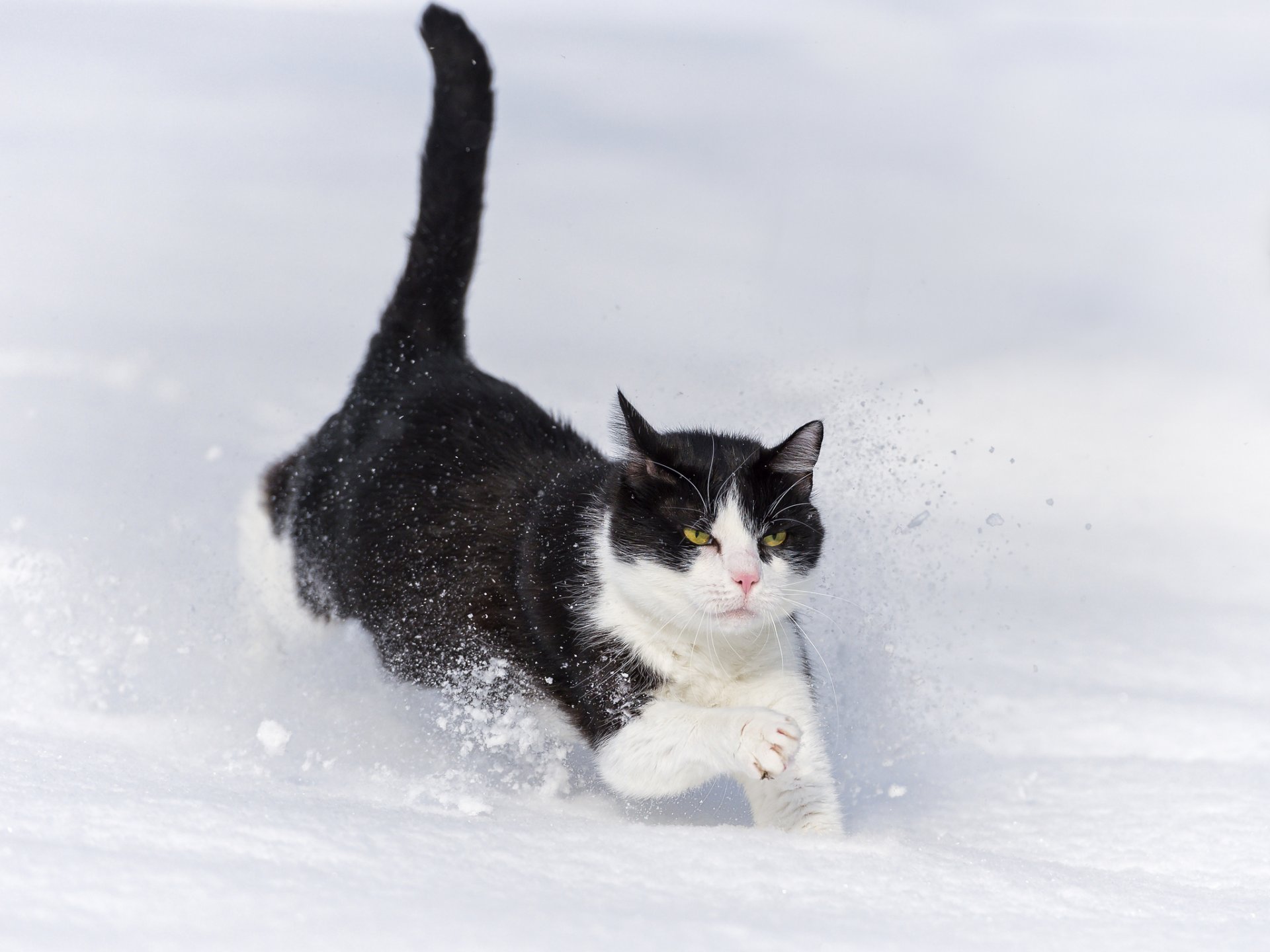 cat cat snow winter running snowdrift ©tambako the jaguar