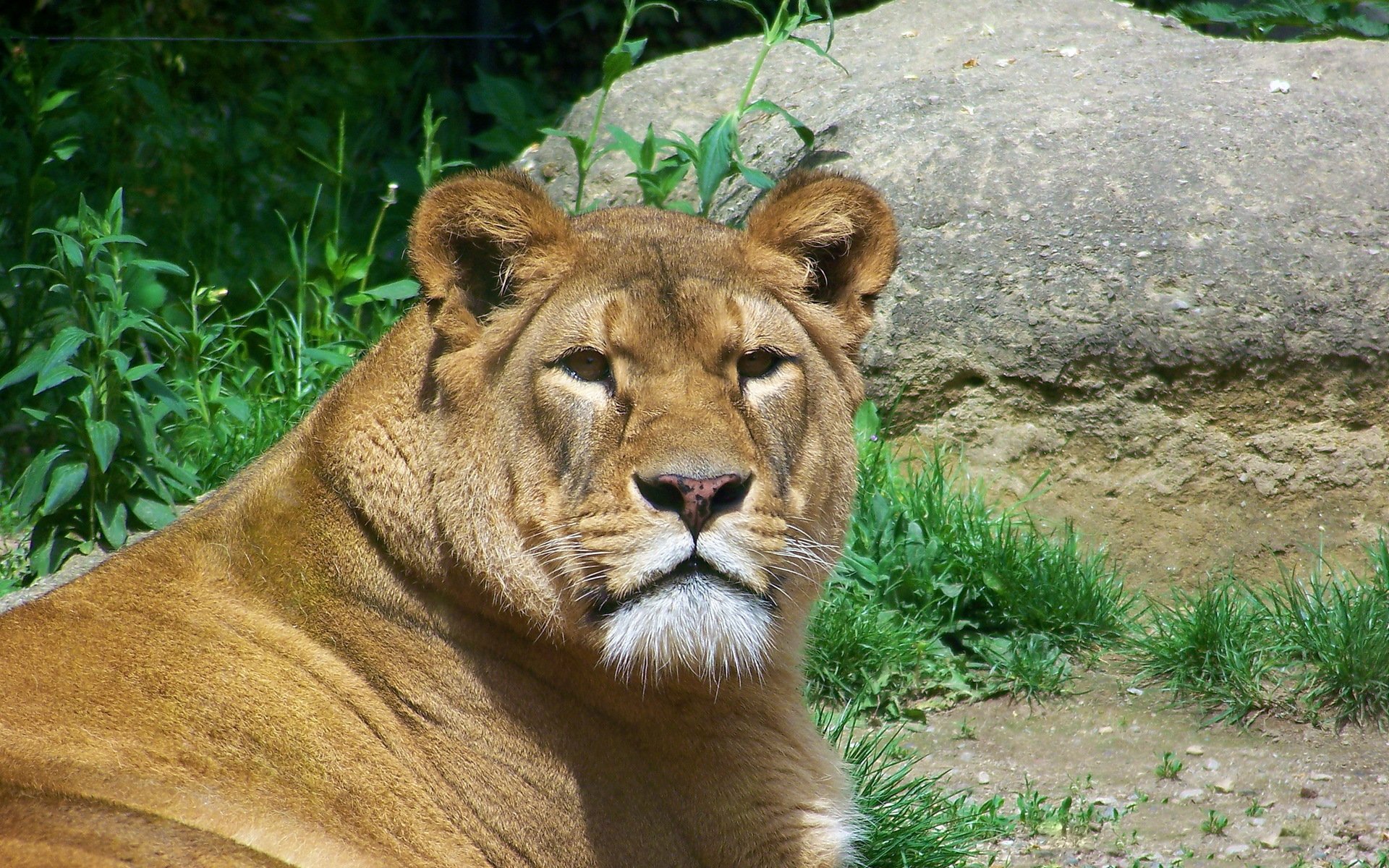 leo lioness face view predator