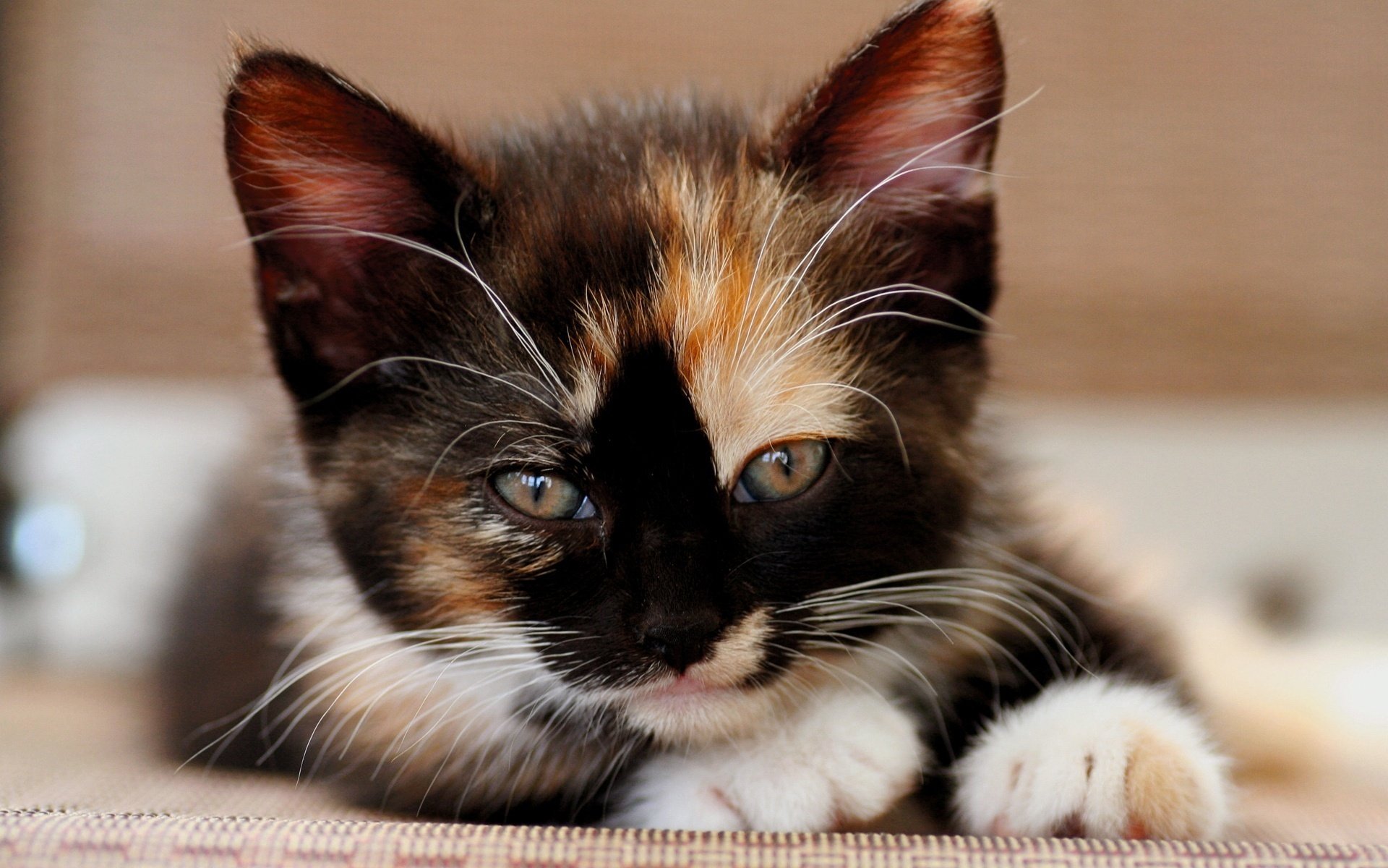 kitten tricolor muzzle view