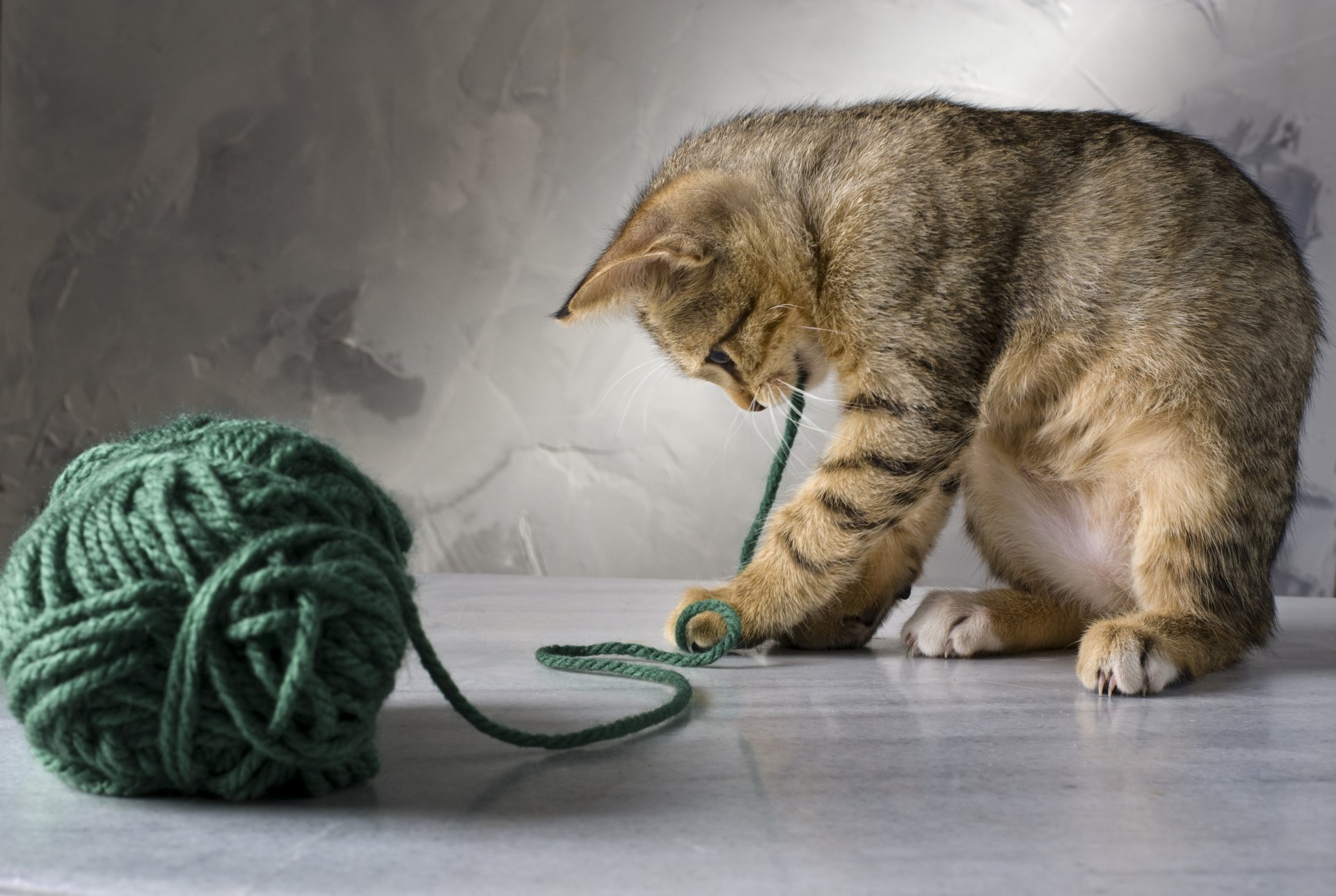 gatto gattino gatto a strisce gioca filo verde groviglio